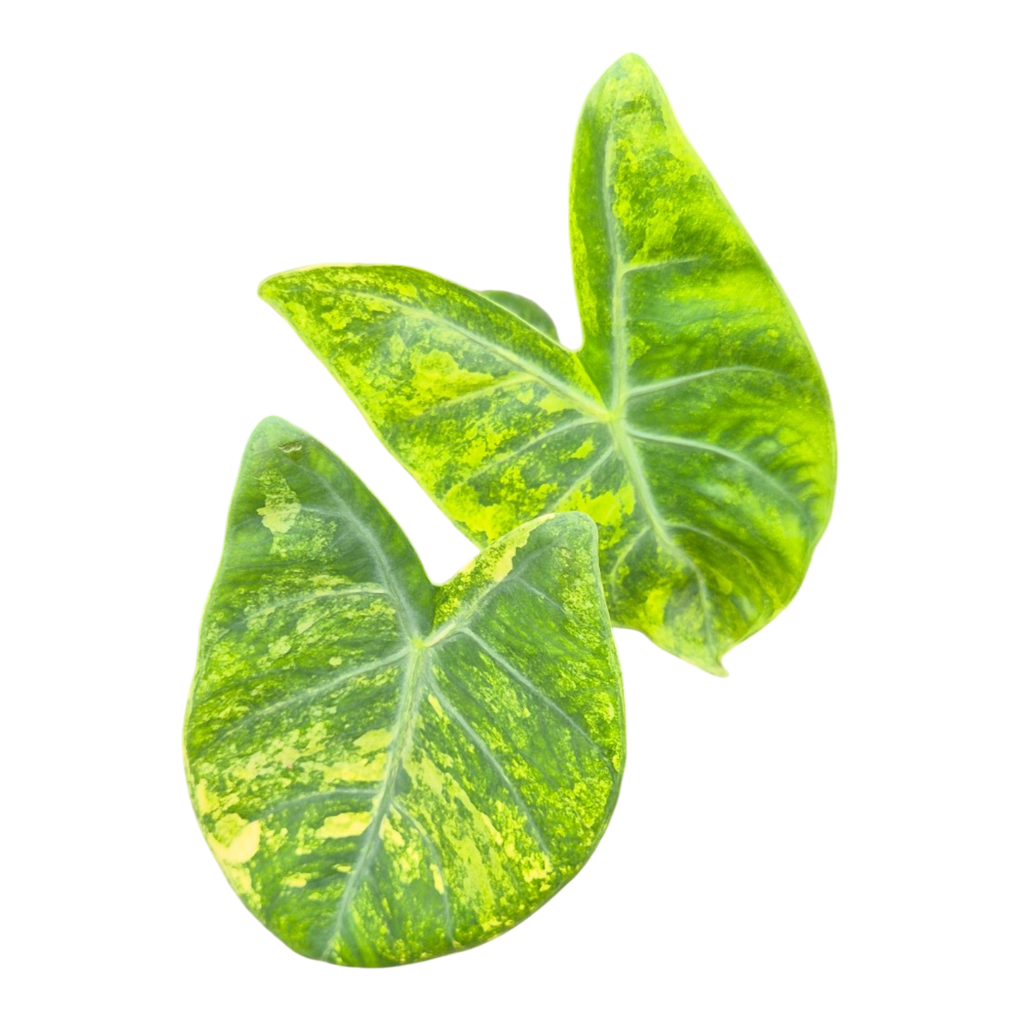 Alocasia Pink Dragon Variegata