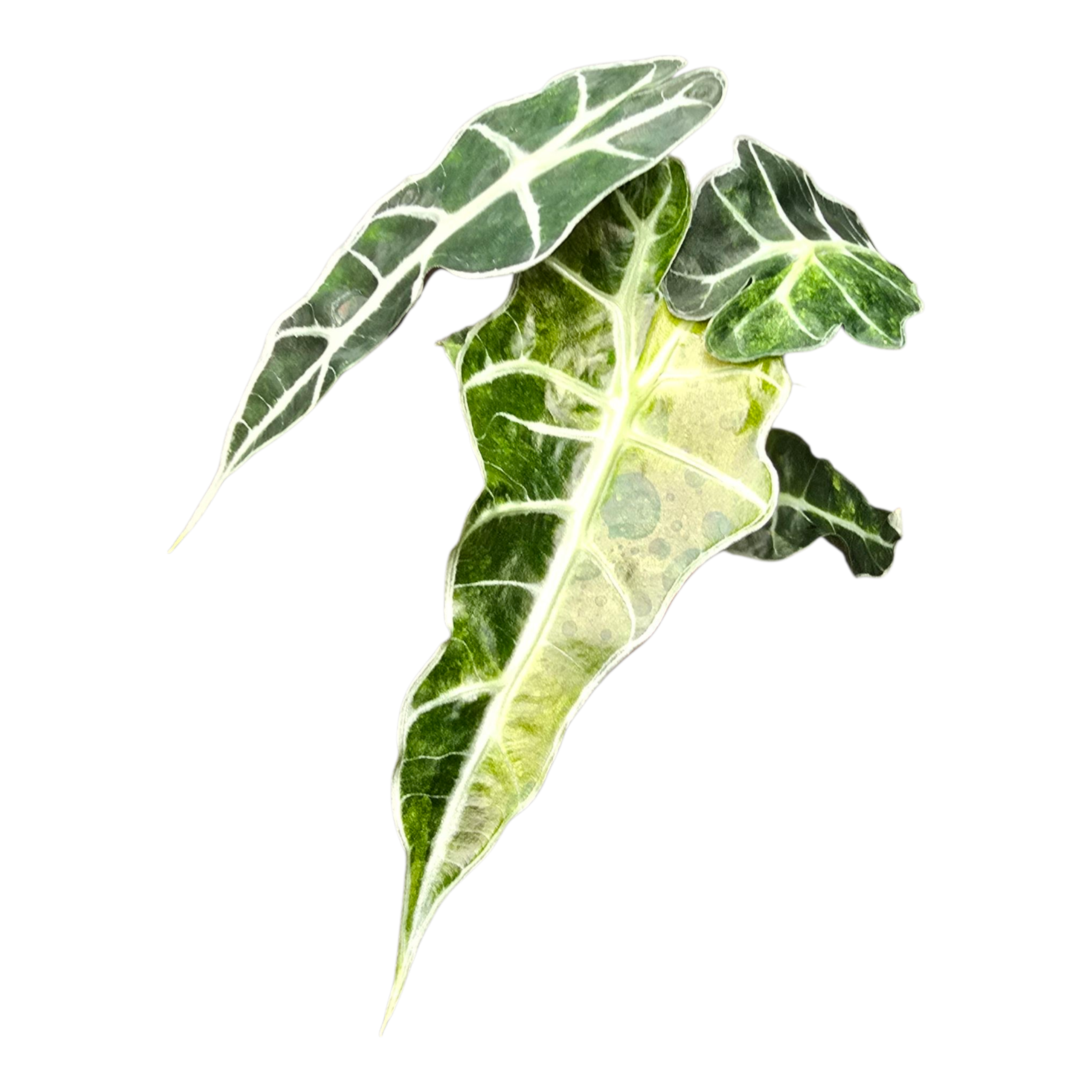 Alocasia Polly Variegata Aurea – Casa Botanica