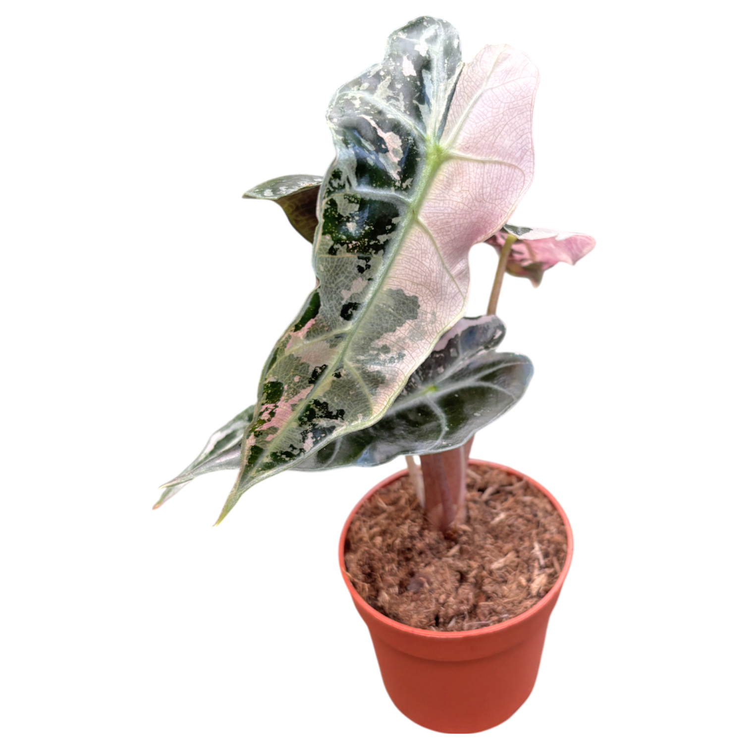 Alocasia Polly Variegata Pink – Casa Botanica