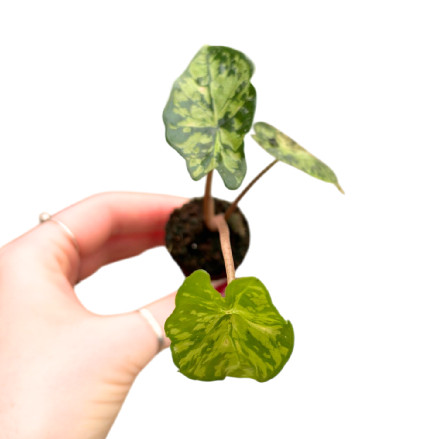 Alocasia Shattered Glass