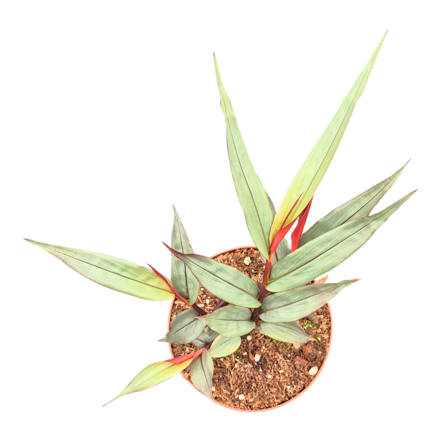 Alpinia Silver
