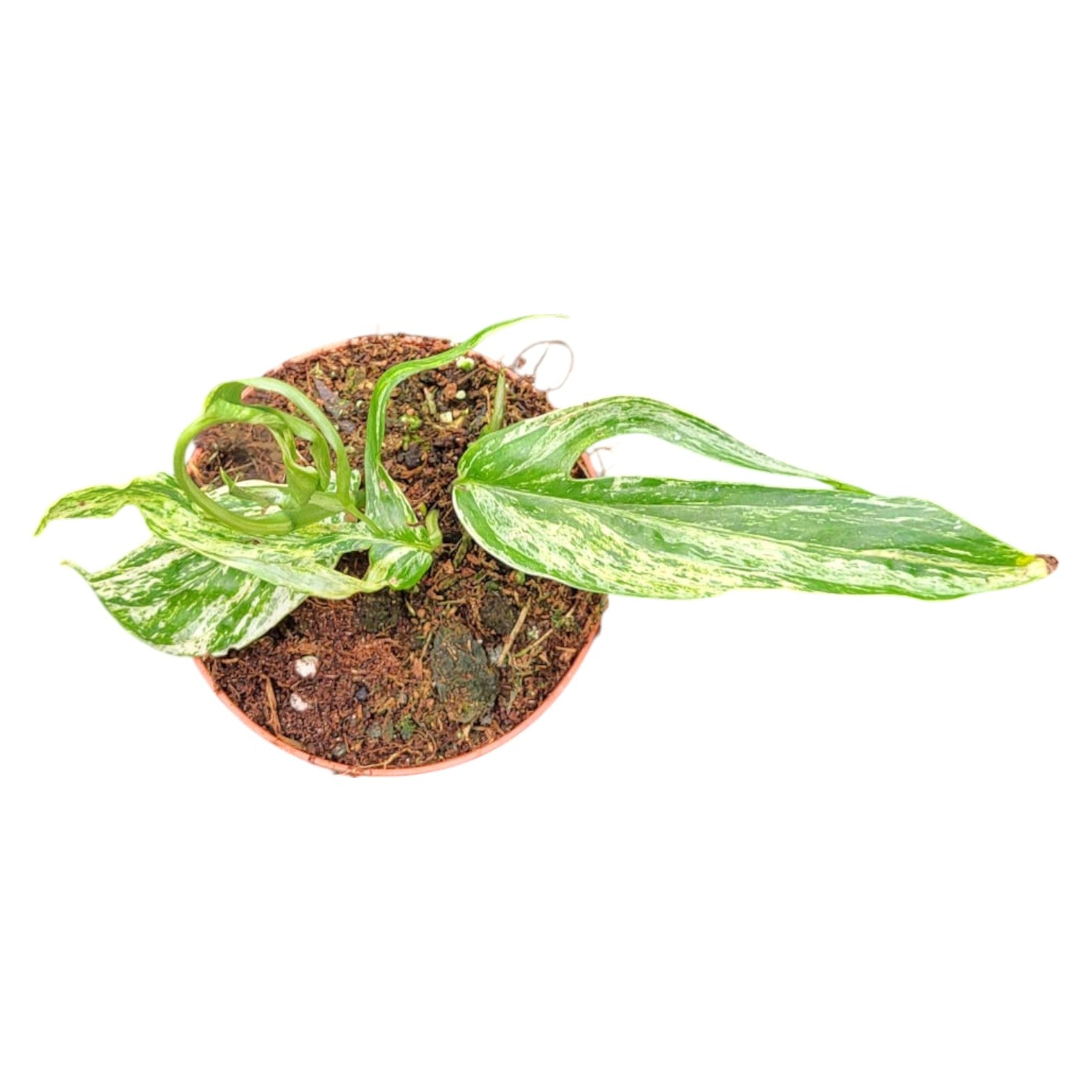 Amydrium zippelianum variegata