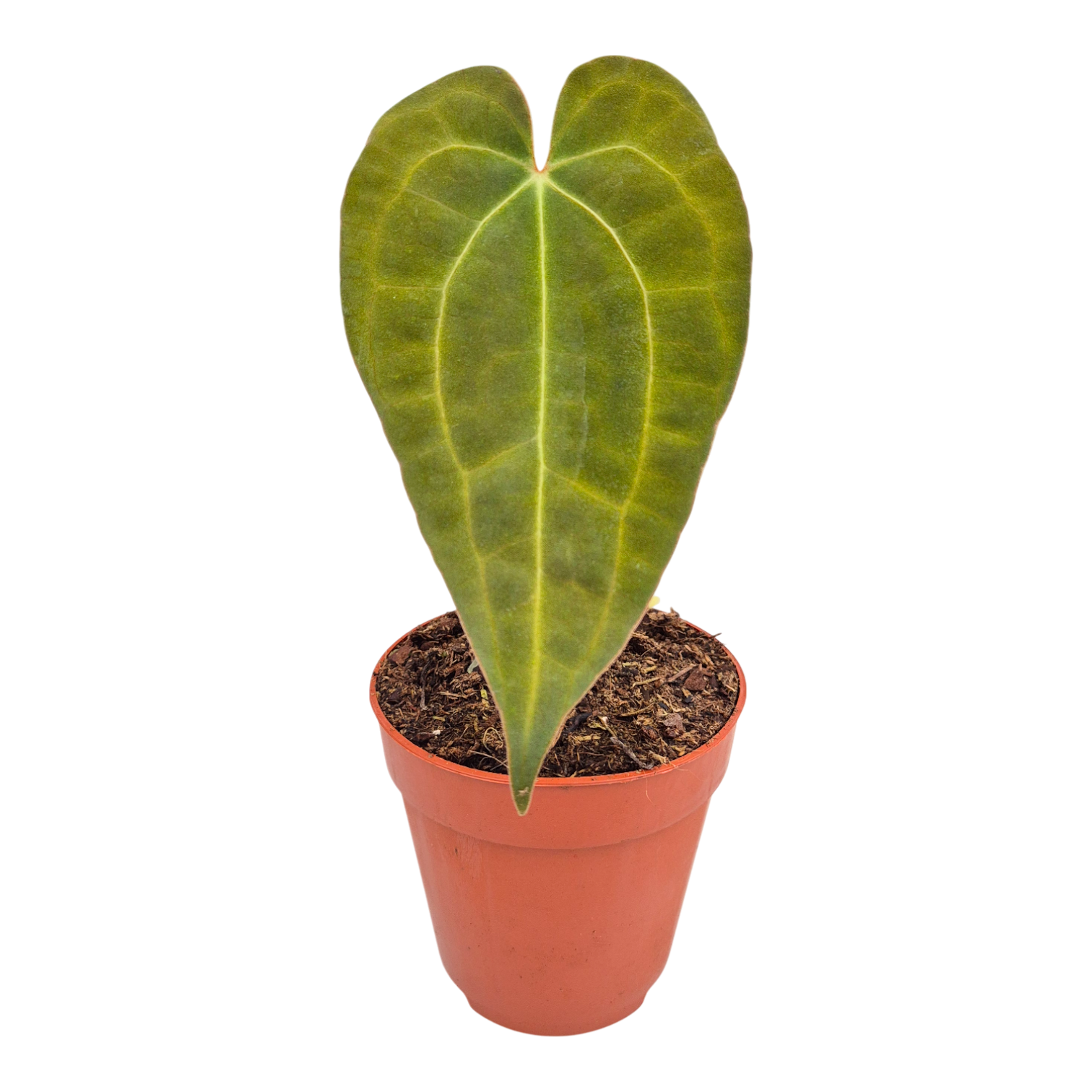 Anthurium Dark Mama x Ace of Spades – Casa Botanica