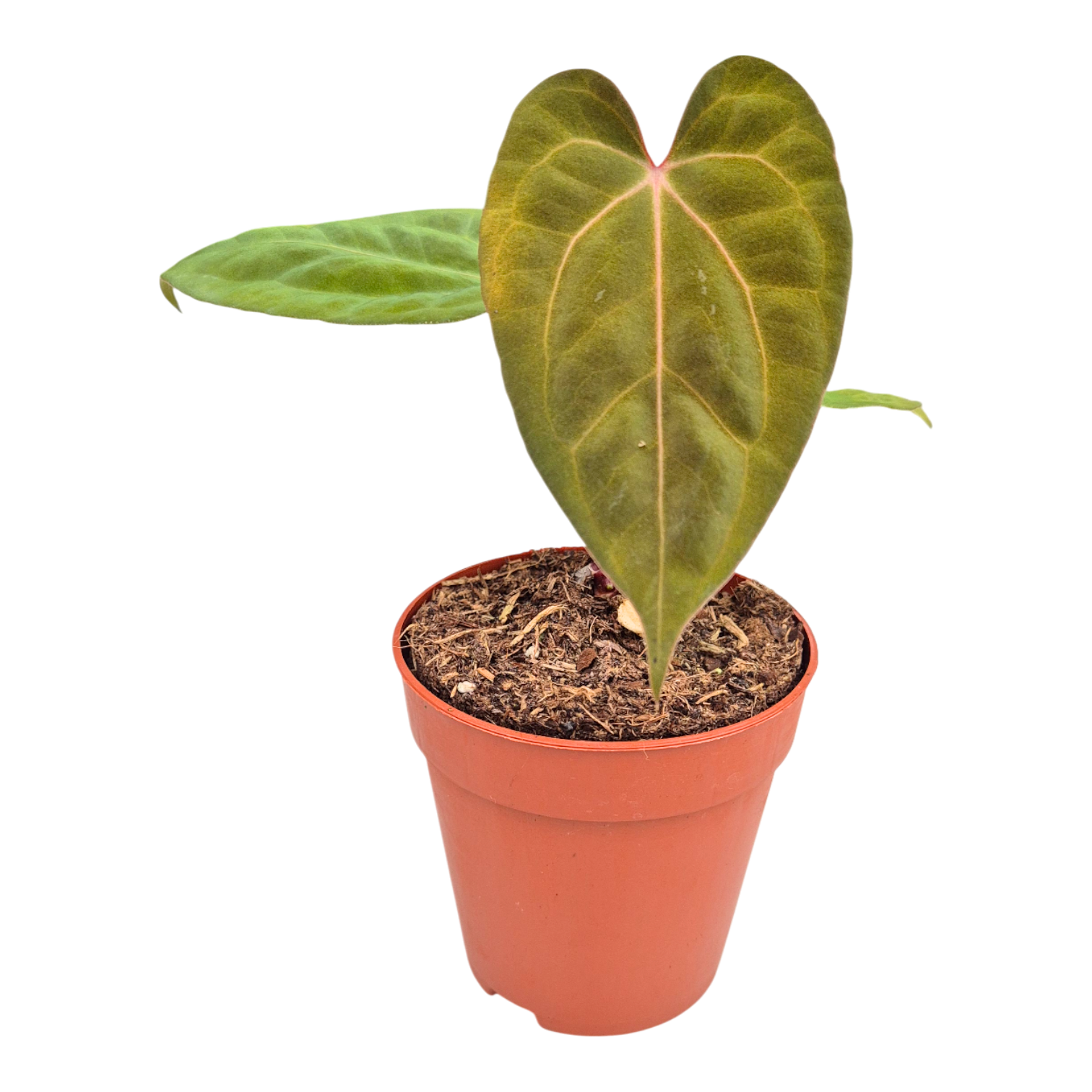 anthurium medusa Anthurium Goliath x Bloodqueen – Casa Botanica