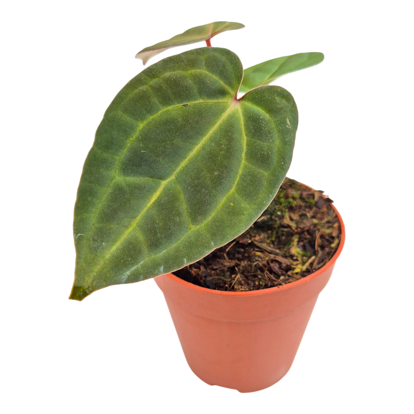 Anthurium Michelle x Ace of Spades