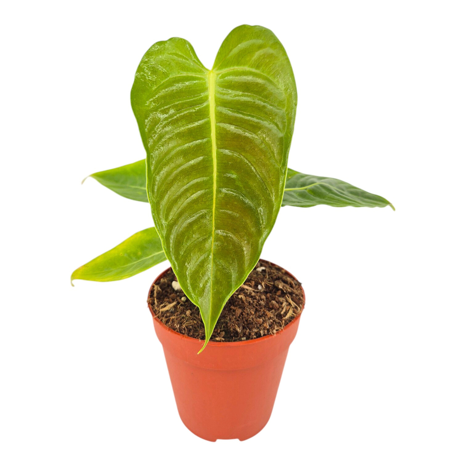 anthurium latijnse naam Anthurium Veitchii