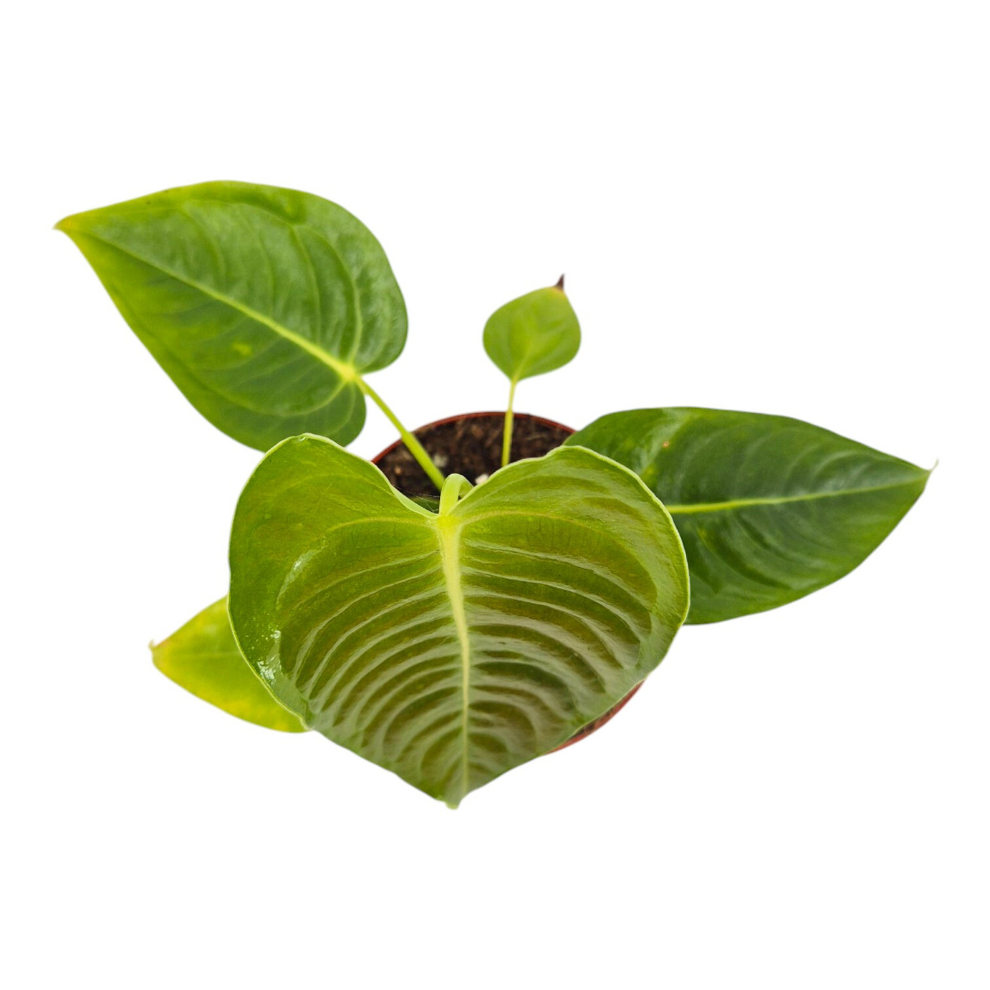 Anthurium Veitchii