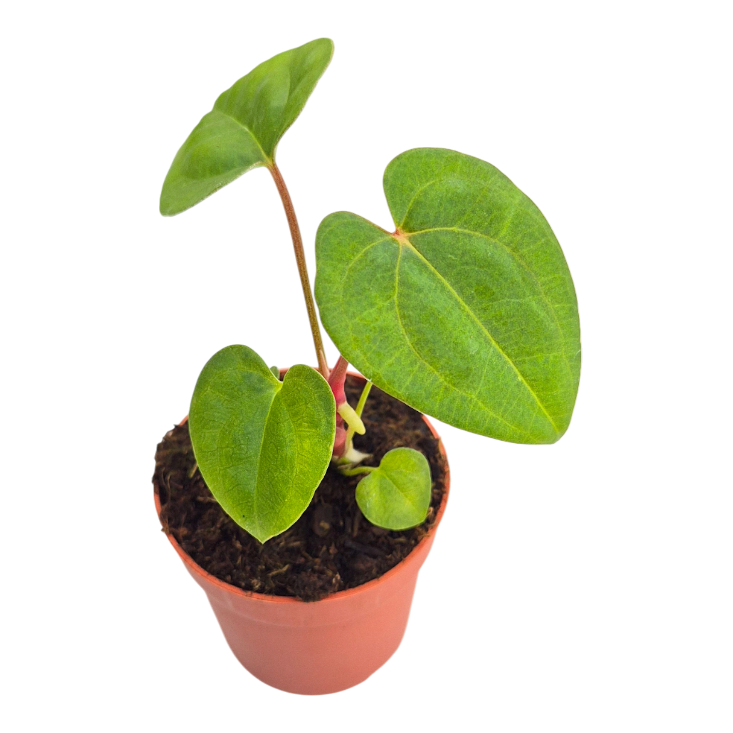 Anthurium Dark Phoenix x Papillilaminum – Casa Botanica