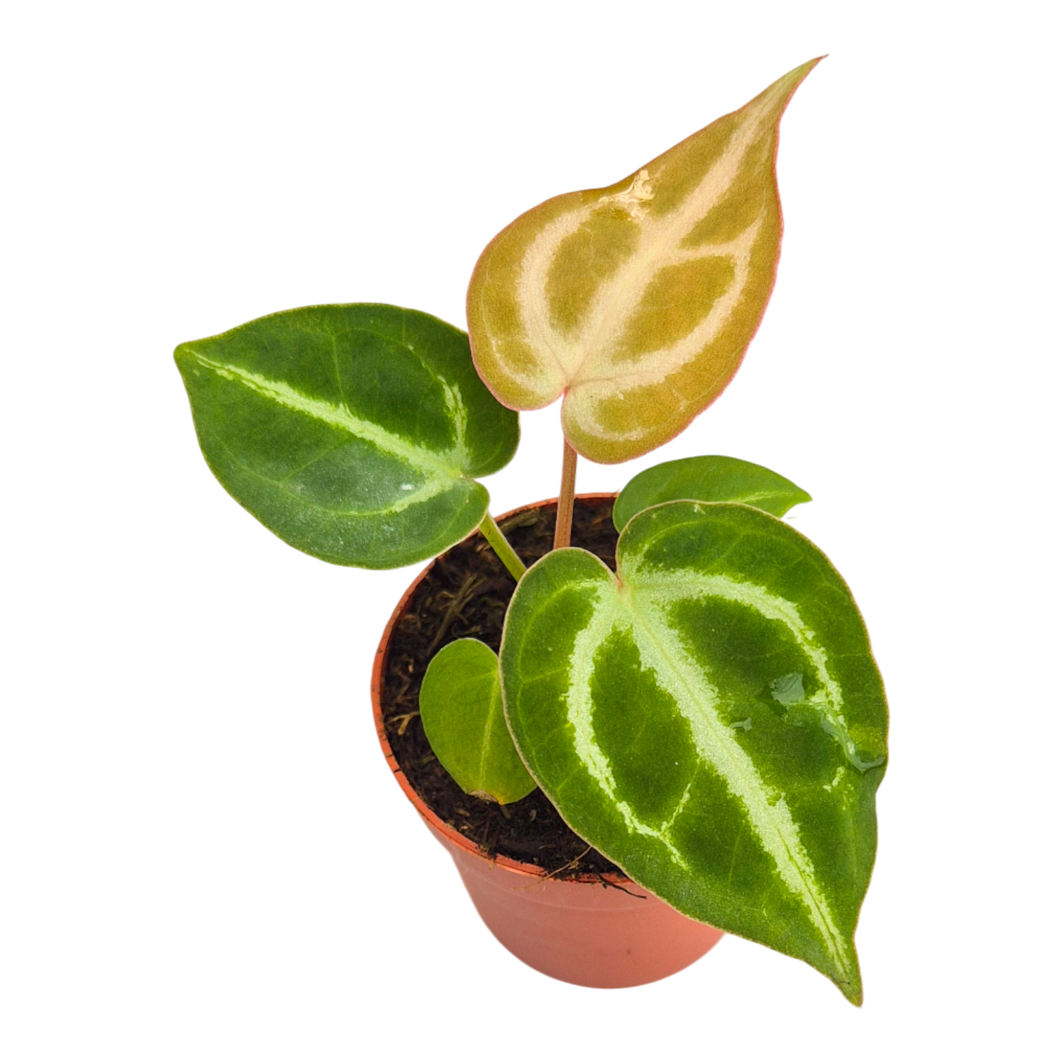 Anthurium Dorayaki – Casa Botanica
