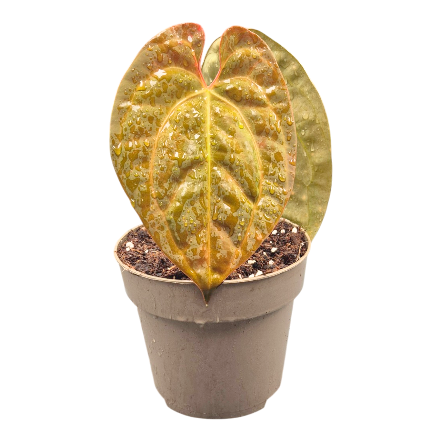 Anthurium King of Spades x Forgetti x Goliath – Casa Botanica