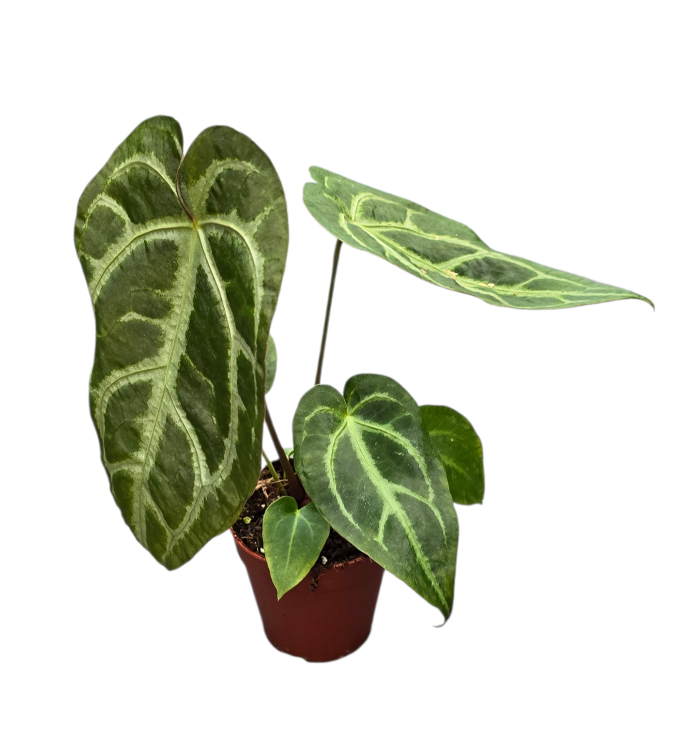 Anthurium Magnificum × Papillilaminum