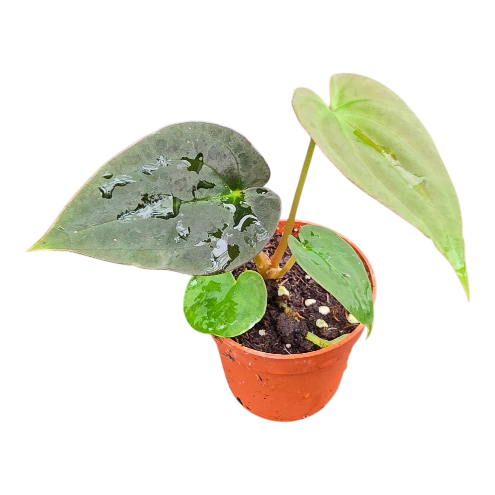 Anthurium_Papillilaminum_Guna_Yala_x_BVEP_P7_F