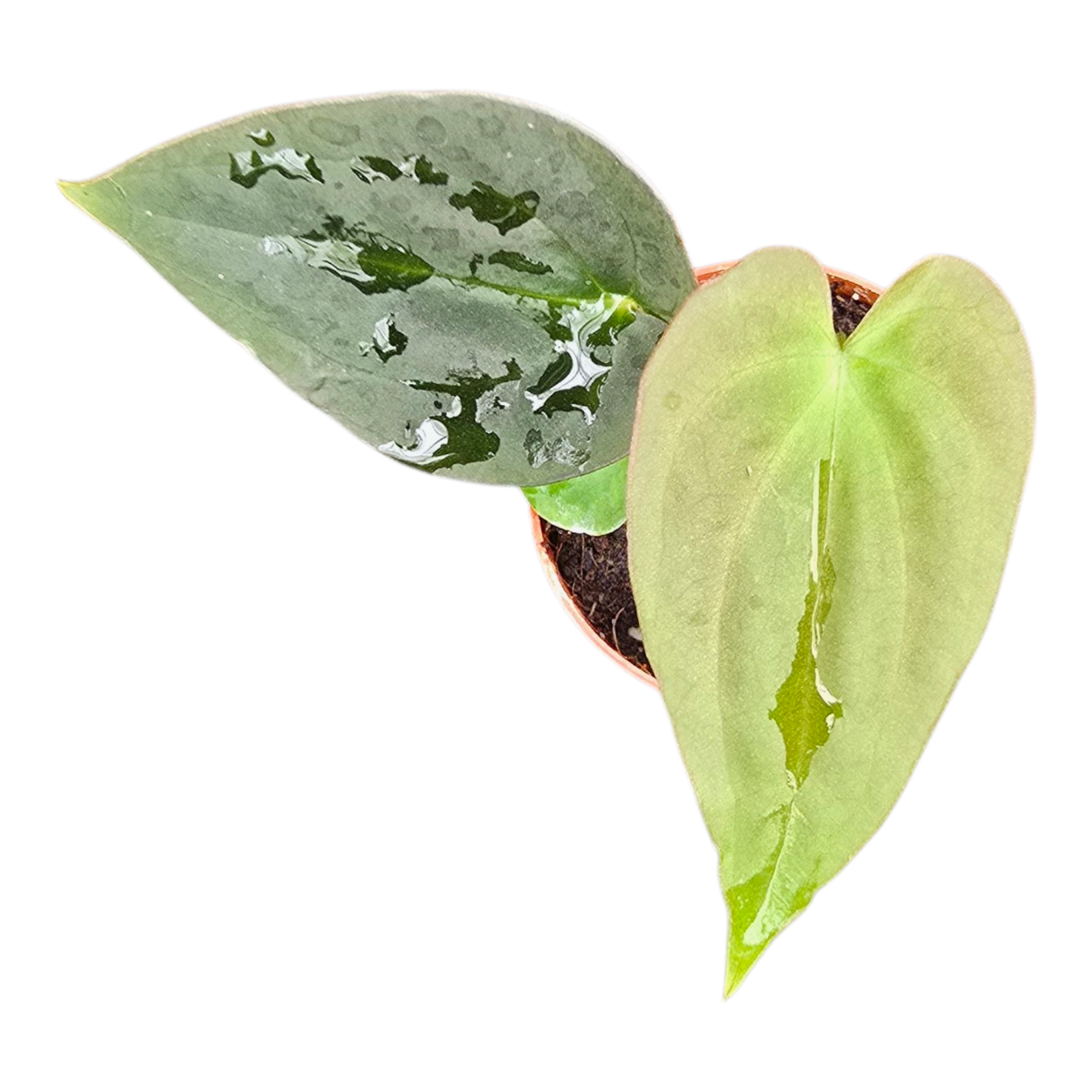 anthurium papillilaminum guna yala Anthurium Papillilaminum Guna Yala x BVEP