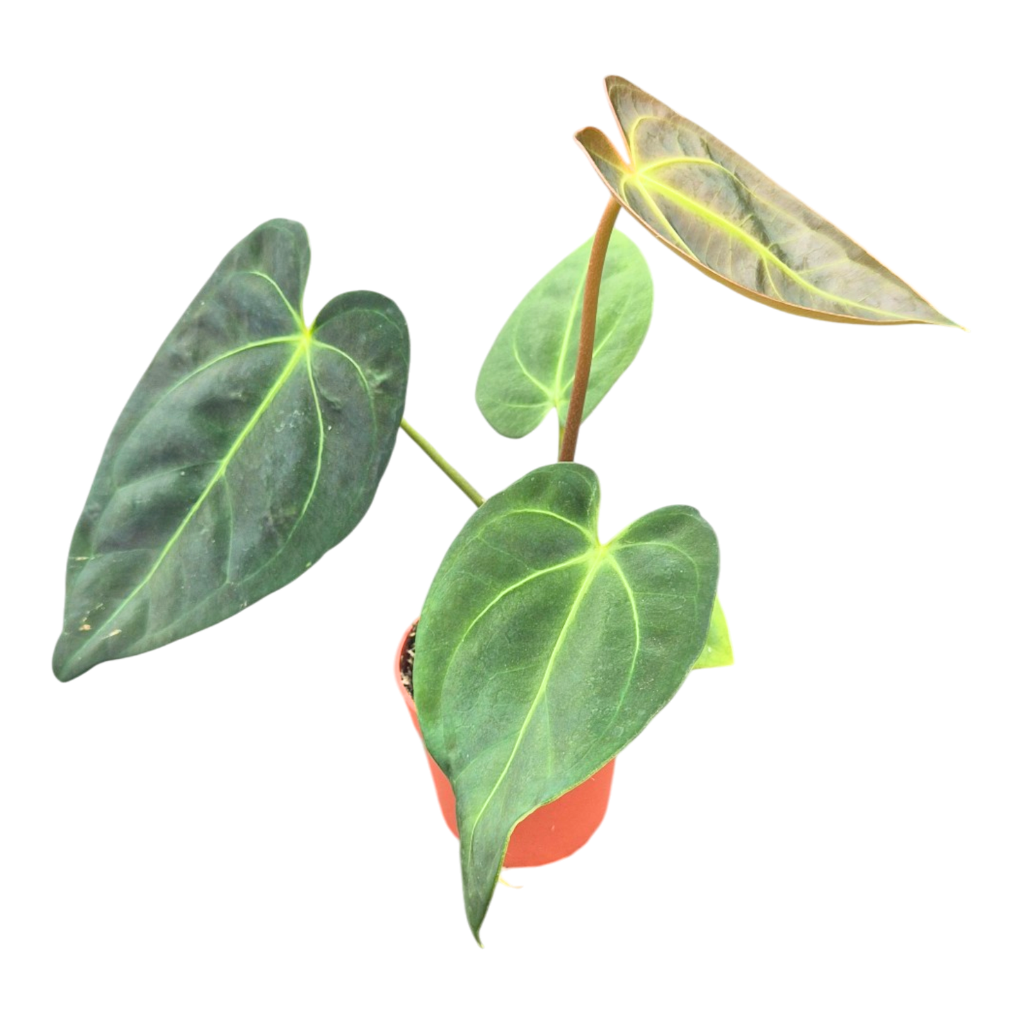 Anthurium Papillilaminum x Dark Phoenix