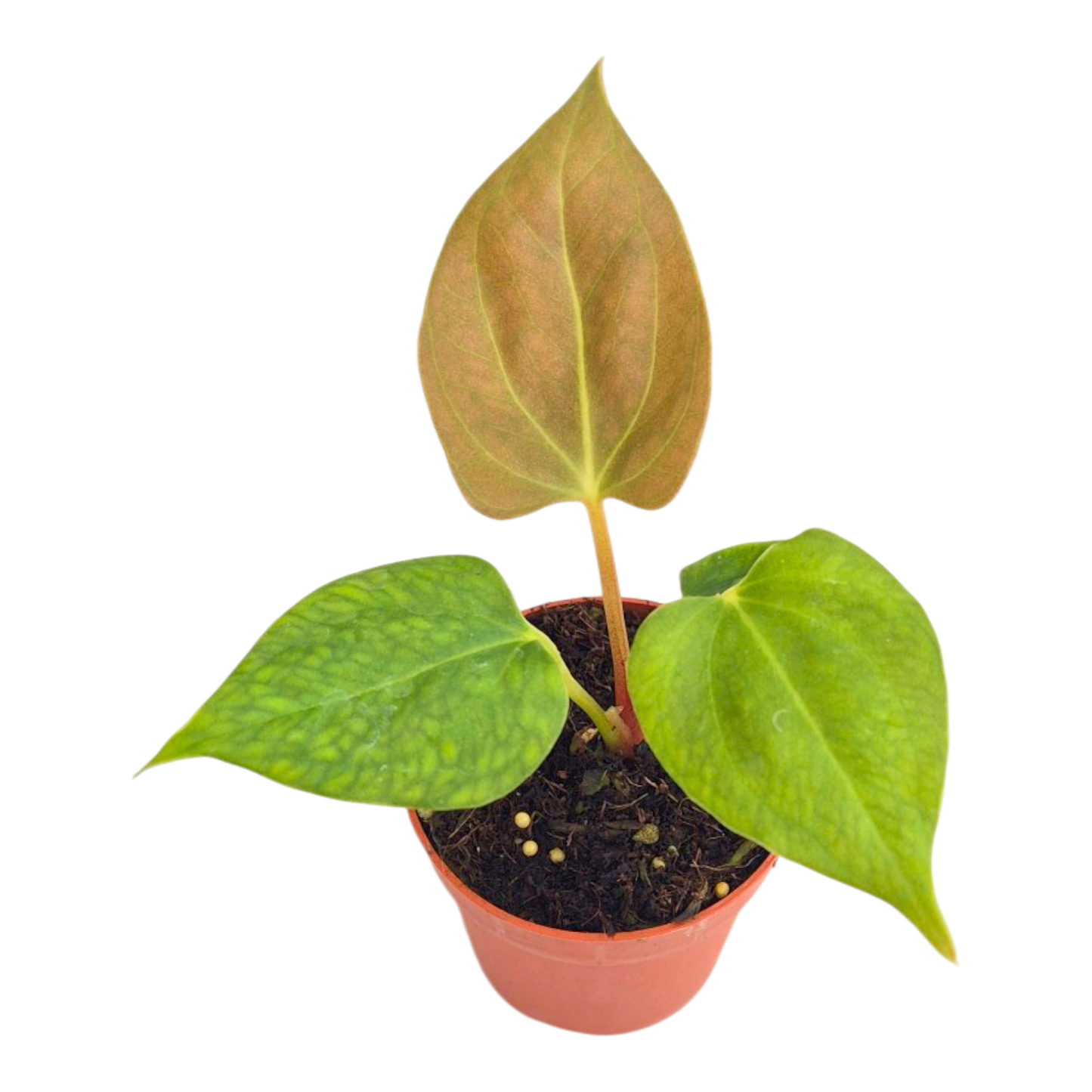 Anthurium Portillae