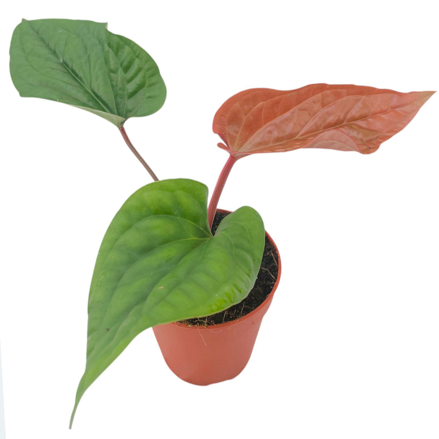 anthurium luxurians vs radicans Anthurium Radicans x Luxurians – Casa Botanica