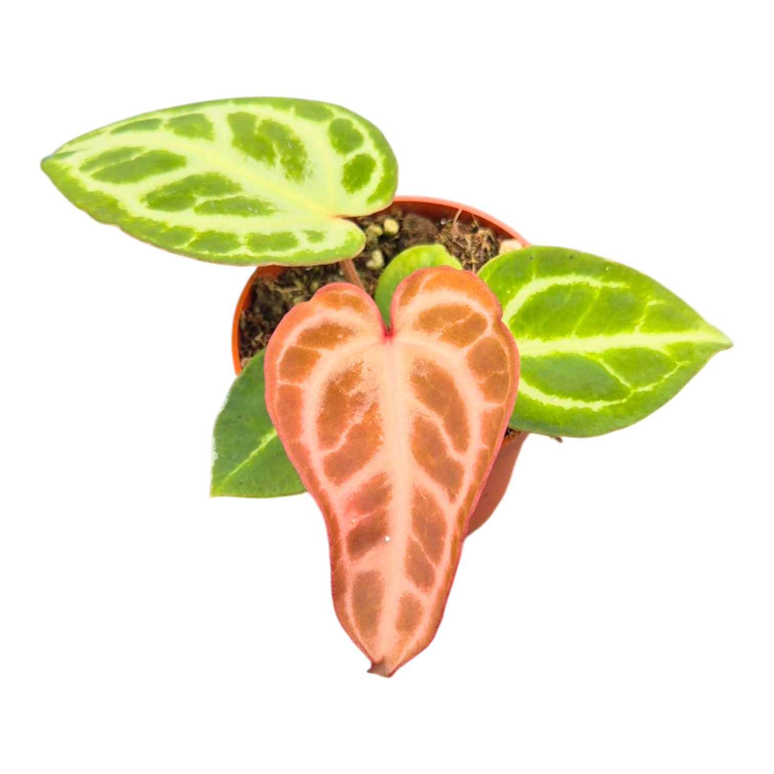 anthurium crystal blush Anthurium Silver Blush Mint x Michelle – Casa Botanica