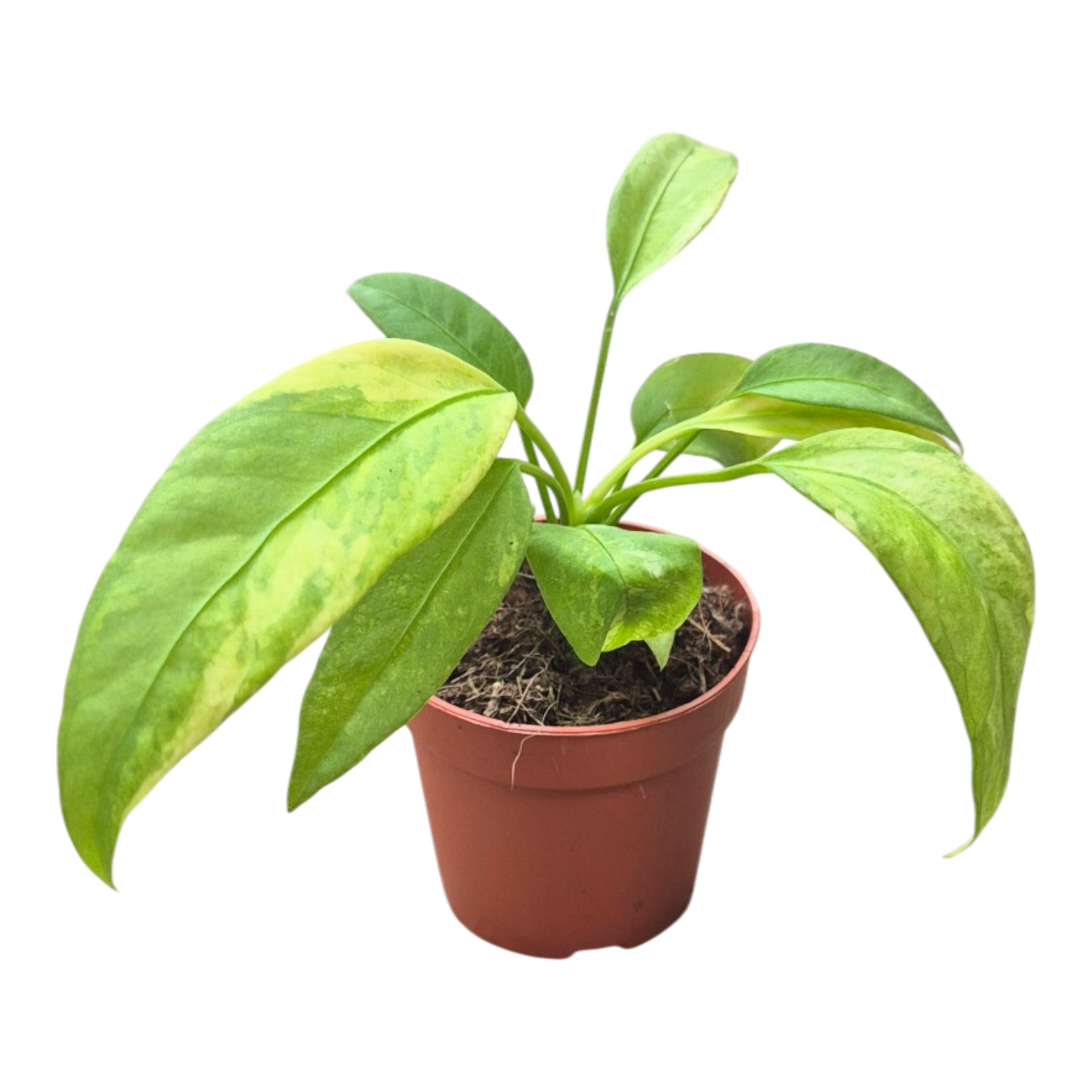 anthurium vittarifolium variegated Anthurium Vittarifolium Variegata