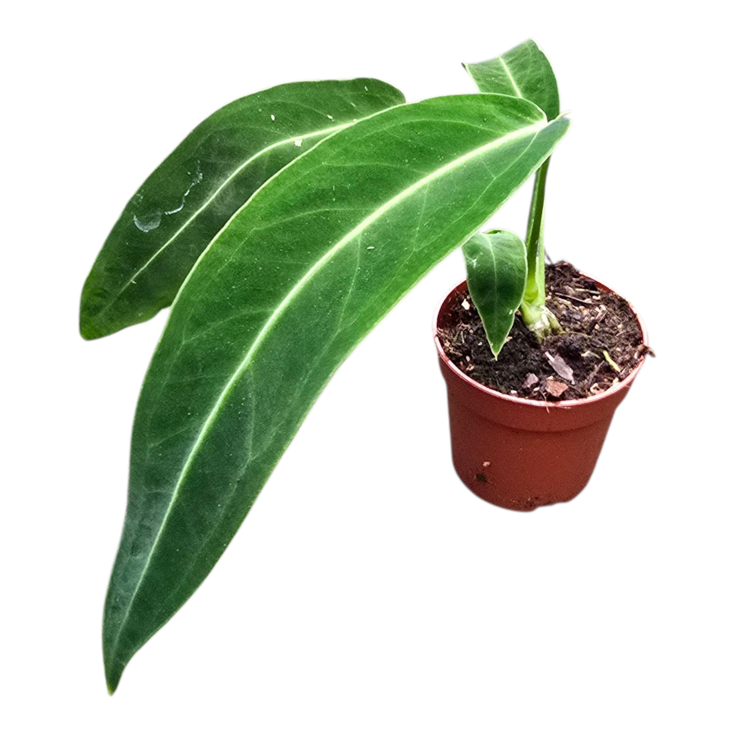 Anthurium Warocqueanum – Casa Botanica