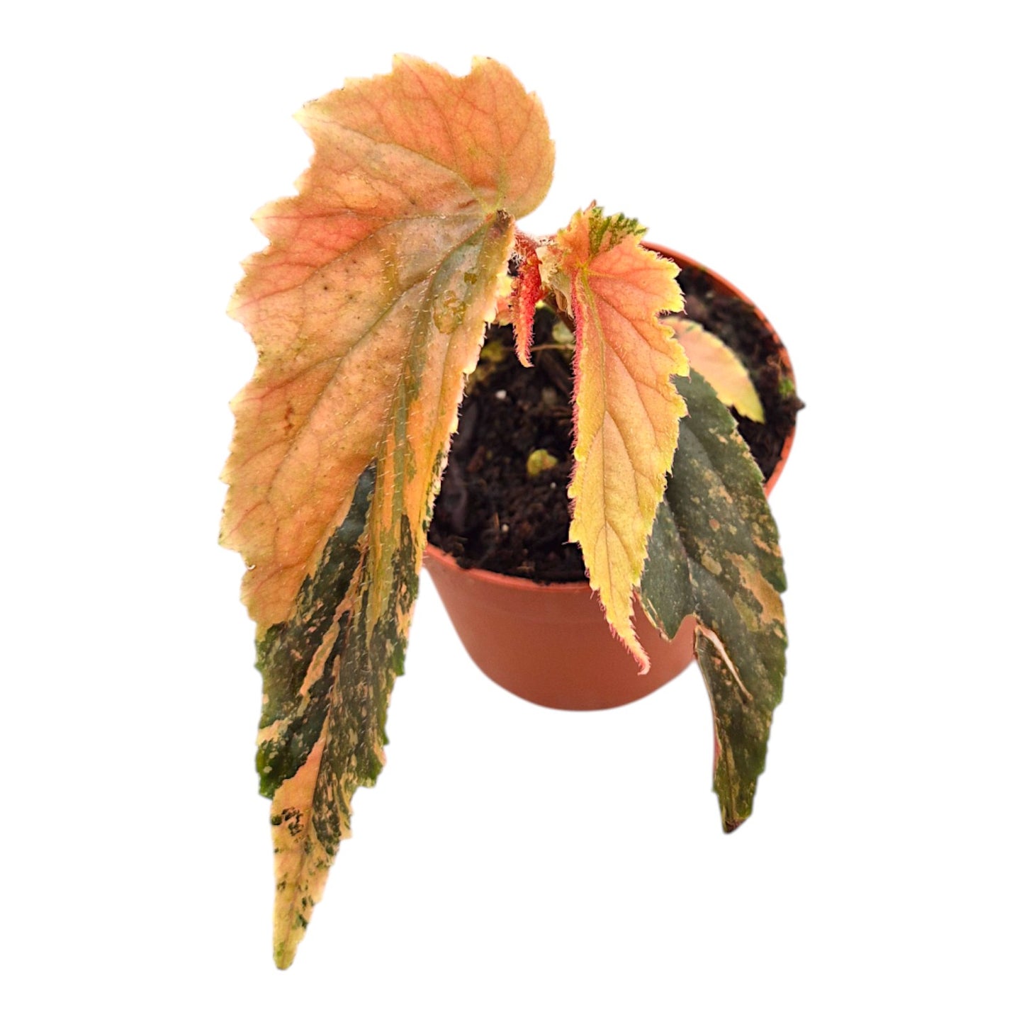 Begonie Ginny Galaxy Variegata