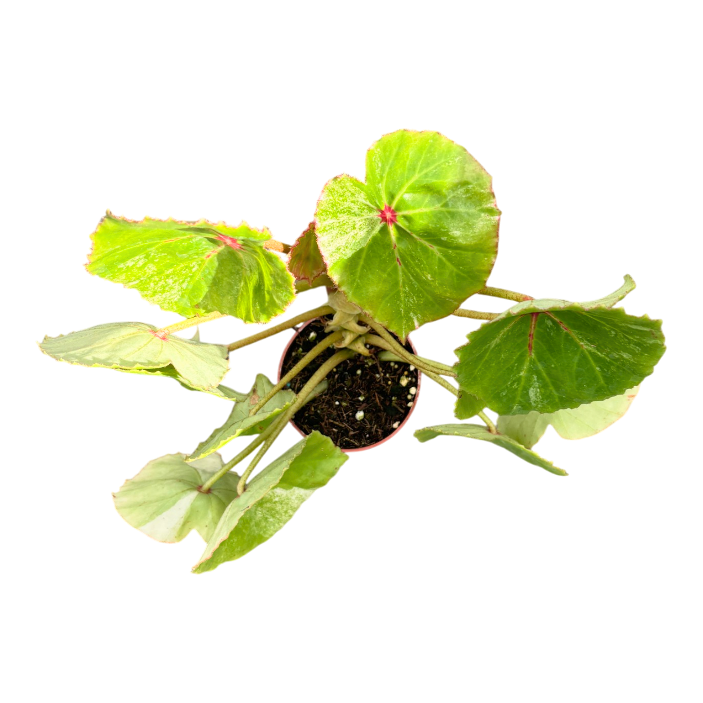Begonia Rouge Less Variegata