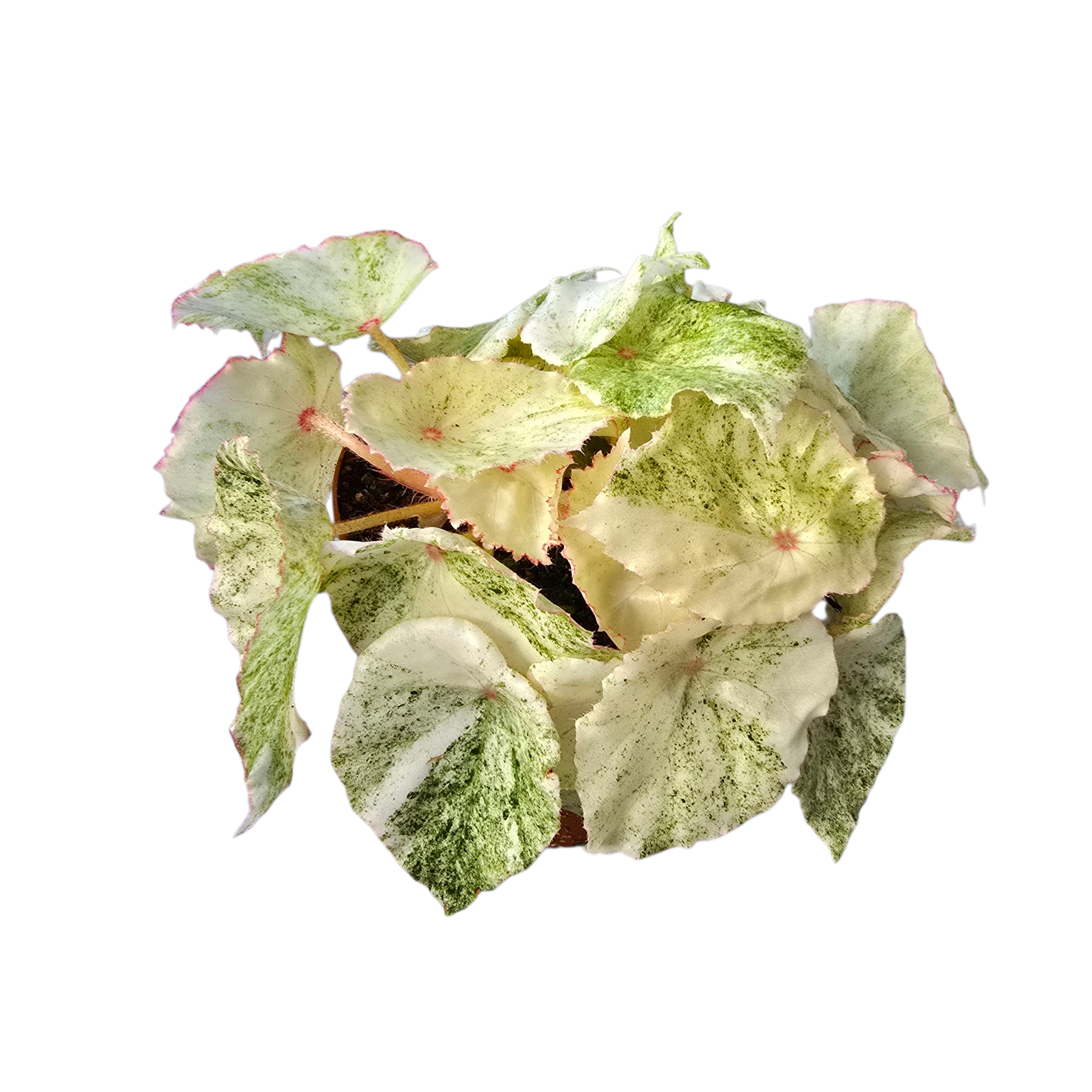 Begonia Rouge Variegata – Casa Botanica