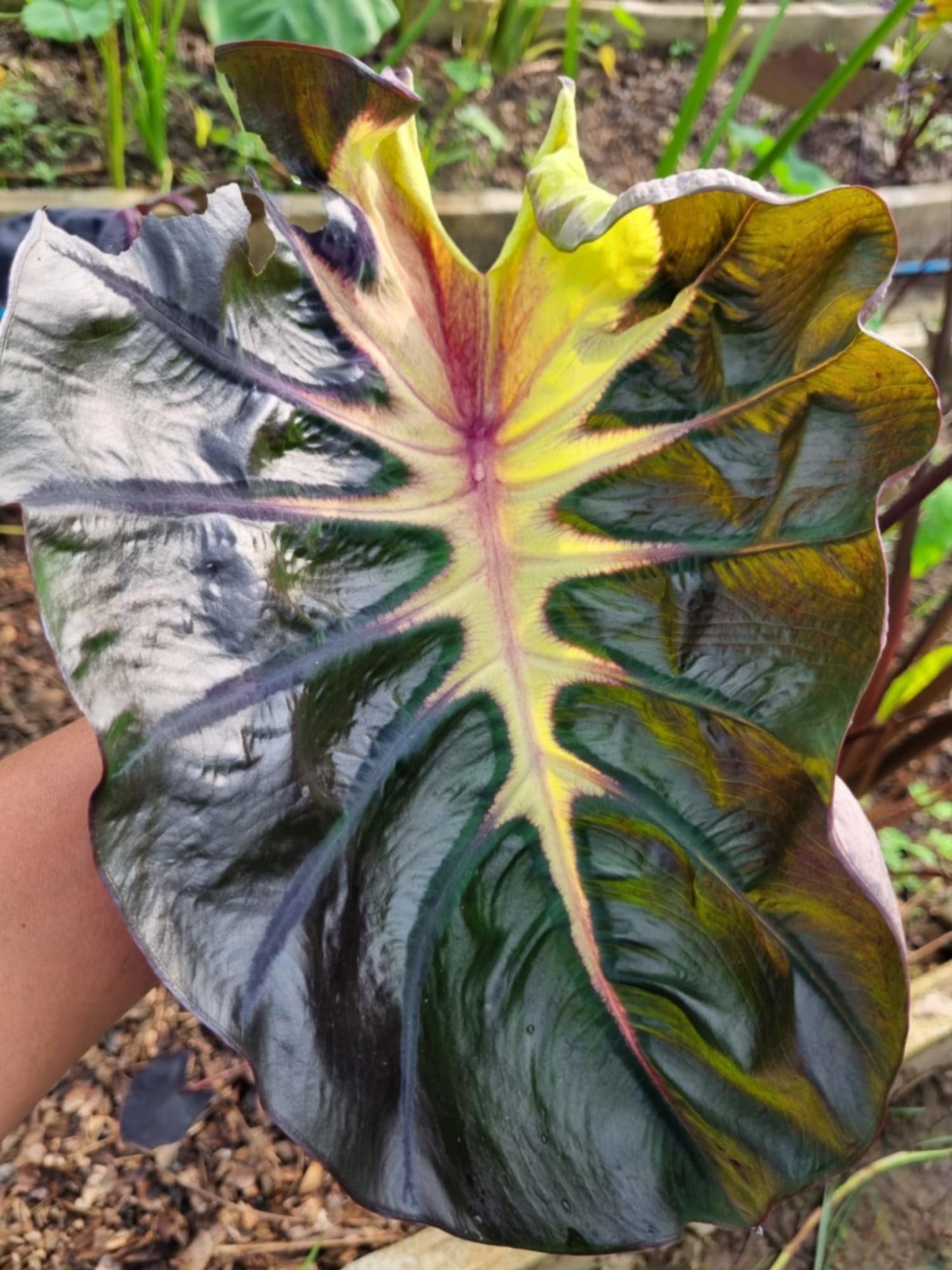 Colocasia Hybrid Black Mambo