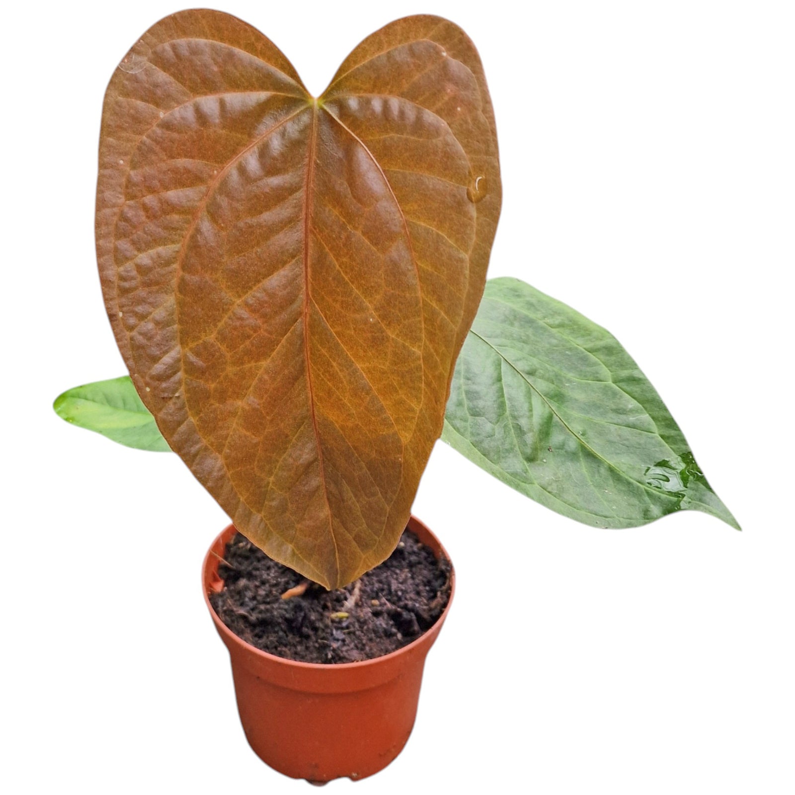 queen of hearts anthurium Anthurium Queen of Hearts – Casa Botanica