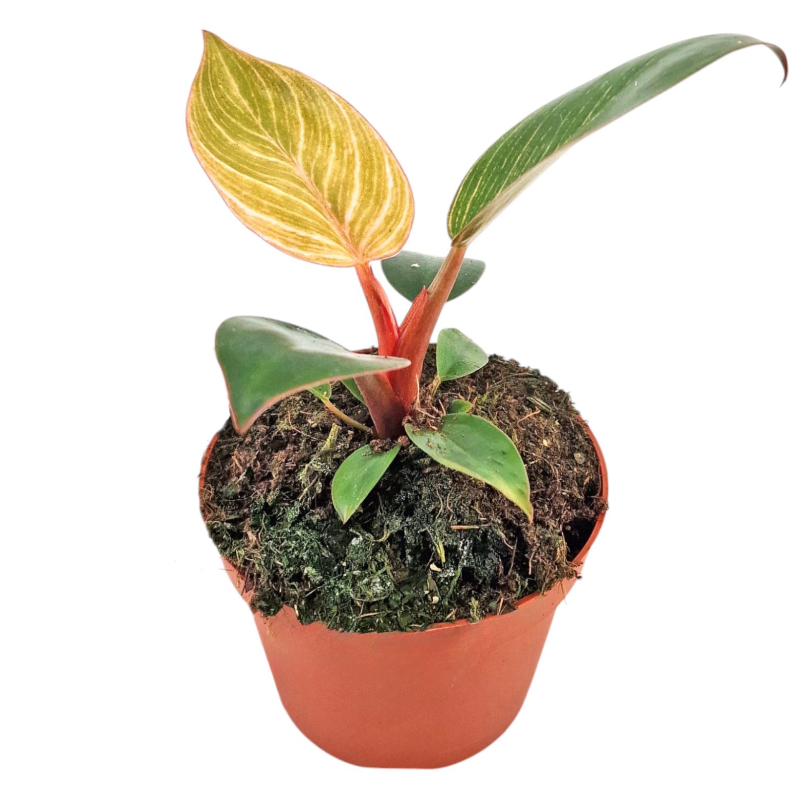 pink bikini philodendron Philodendron Pink Bikini