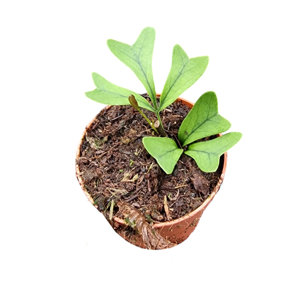Schefflera Triangularis