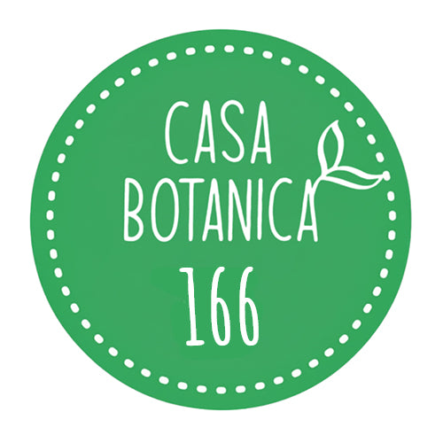 Live Sale - Plant 166 - DocBlock Anthurium Michelle® '1' X Black Widow® '13'