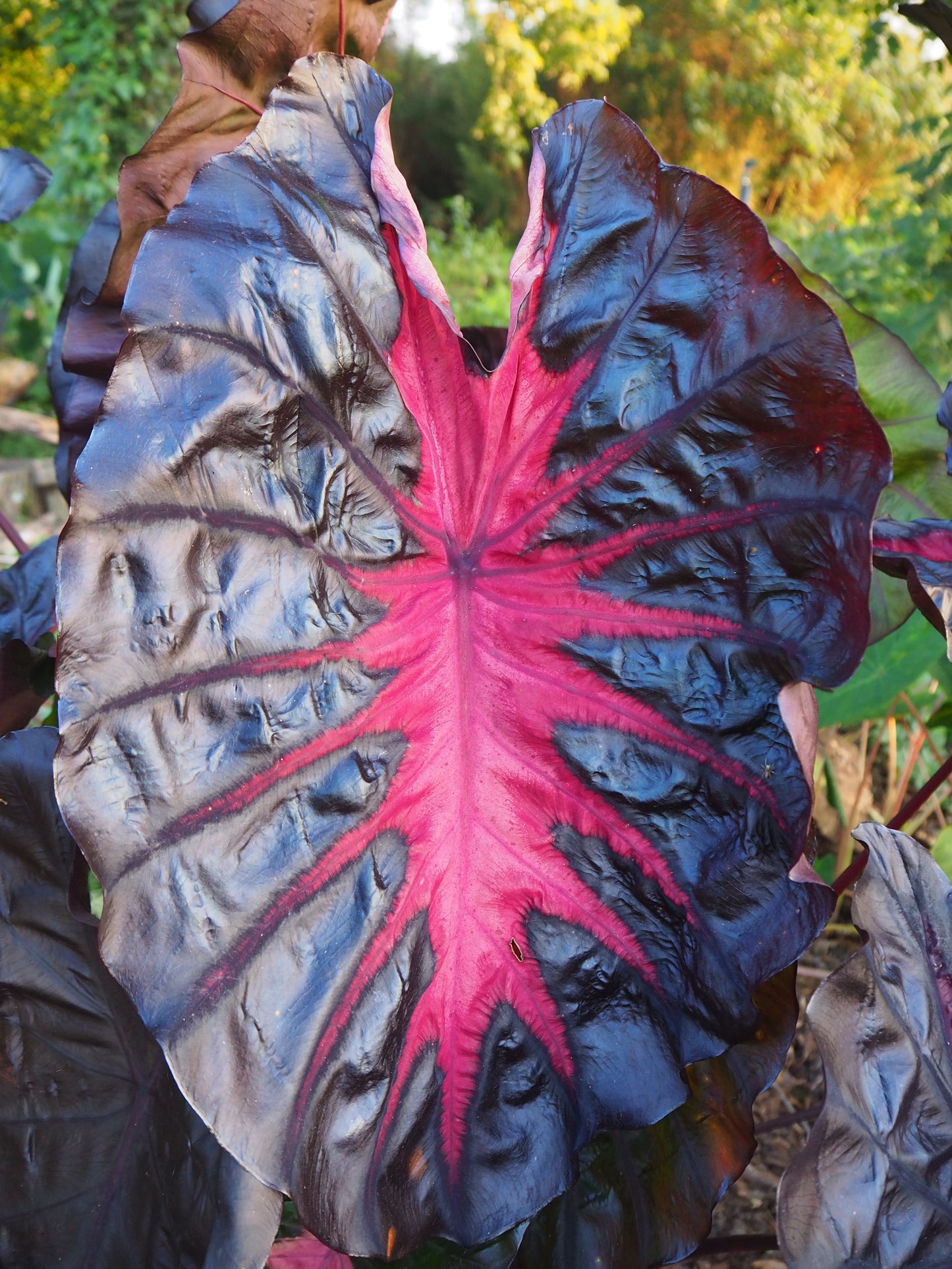 Colocasia Redemption