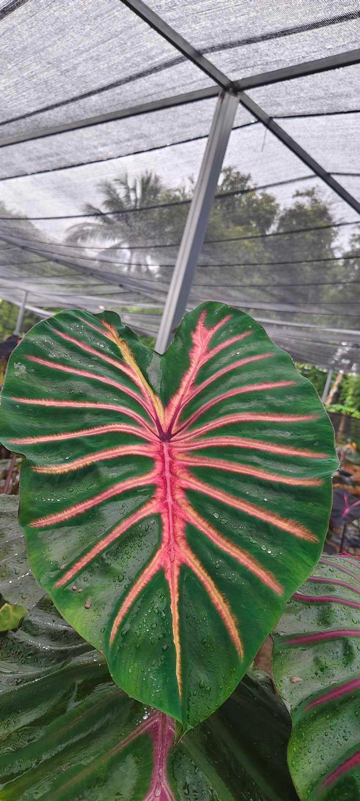 Colocasia Hybrid Moccachino