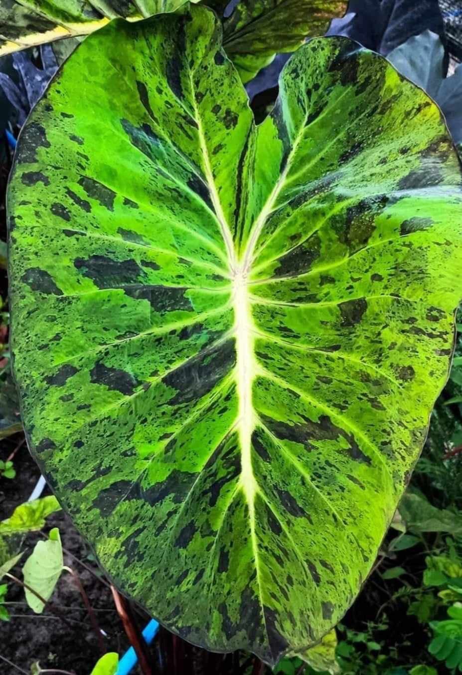 Colocasia Hybrid Mojito Revolution