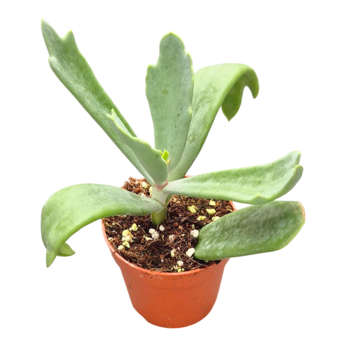 Cotyledon orbiculata Takbok