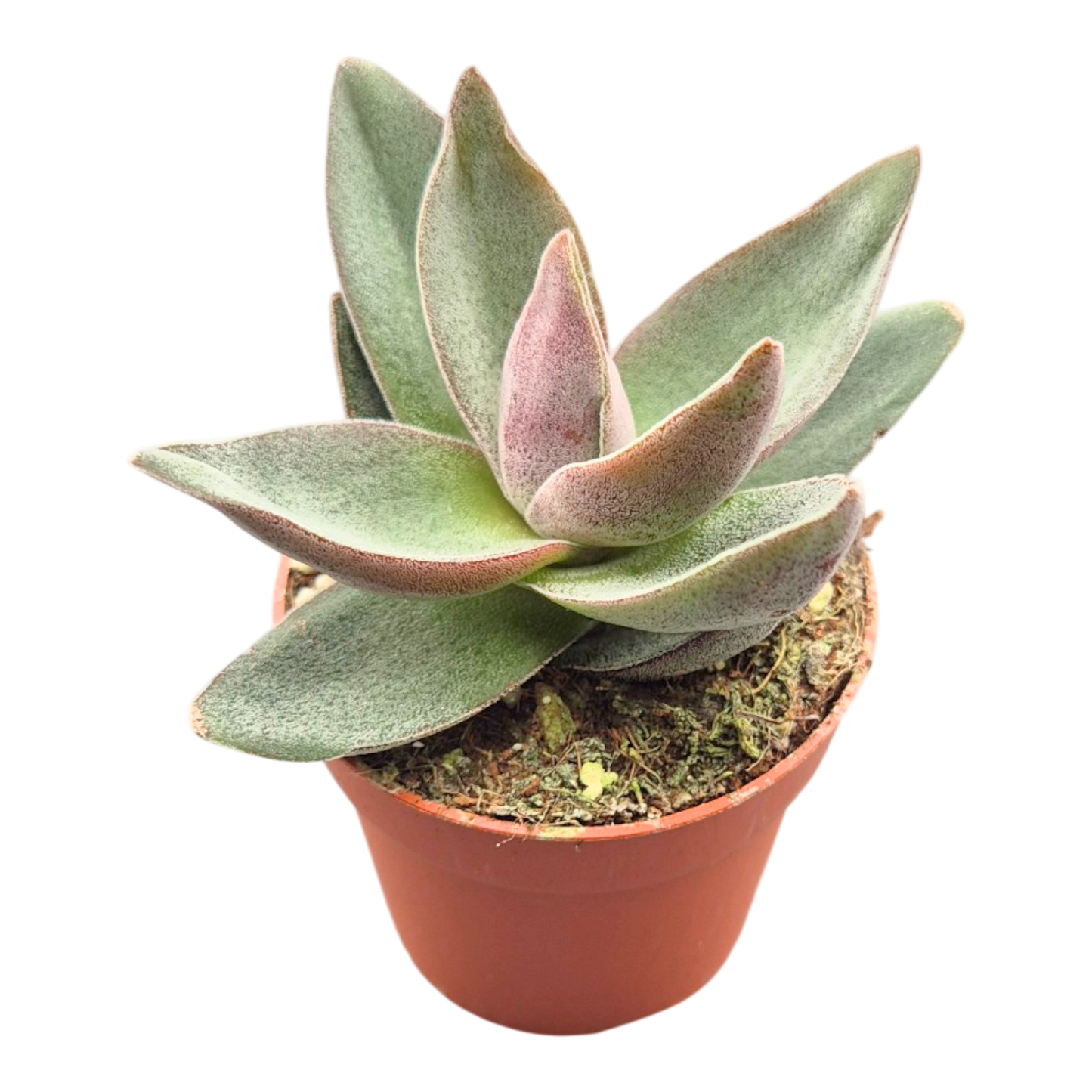 Crassula Alba Garnet Lotus