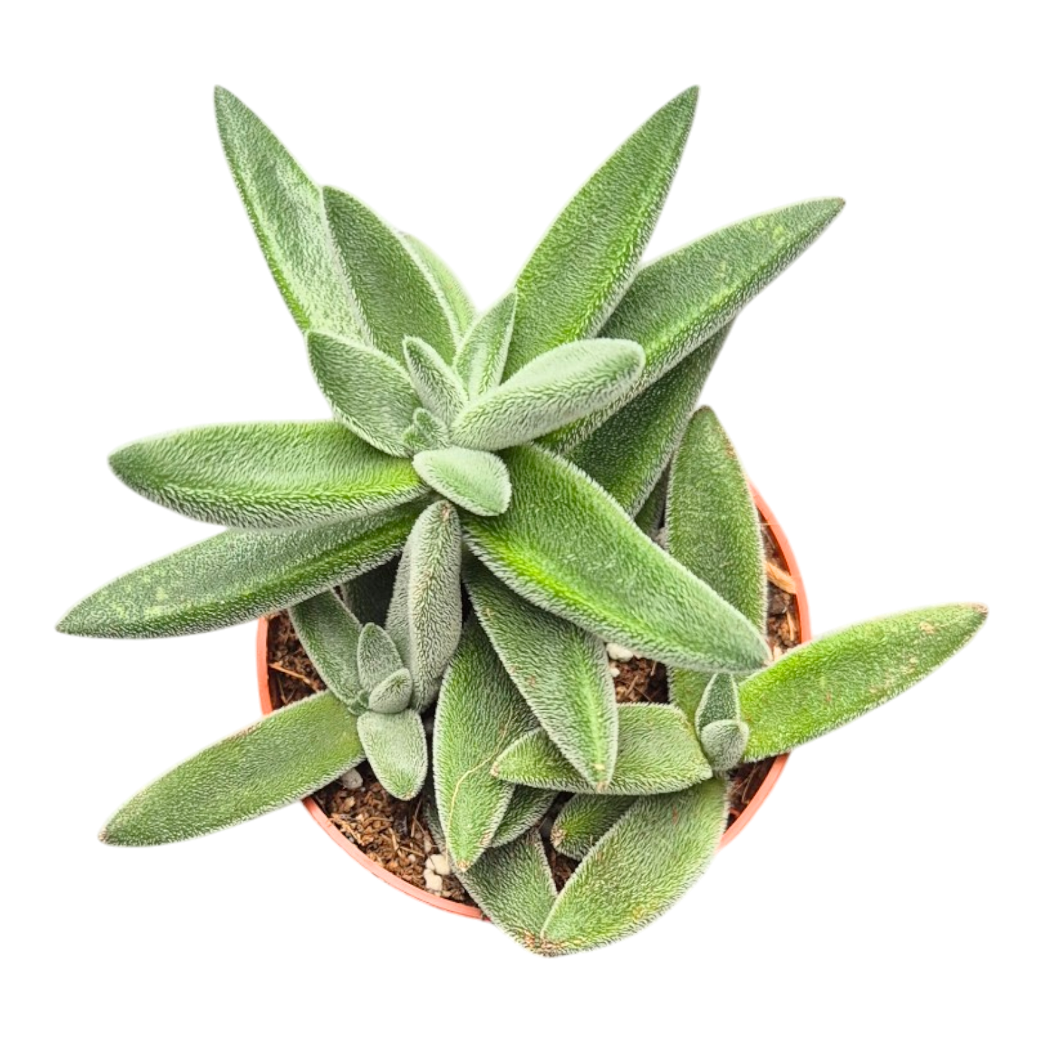 tarantula succulent Crassula mesembryanthoides 'Tarantula' – Casa Botanica