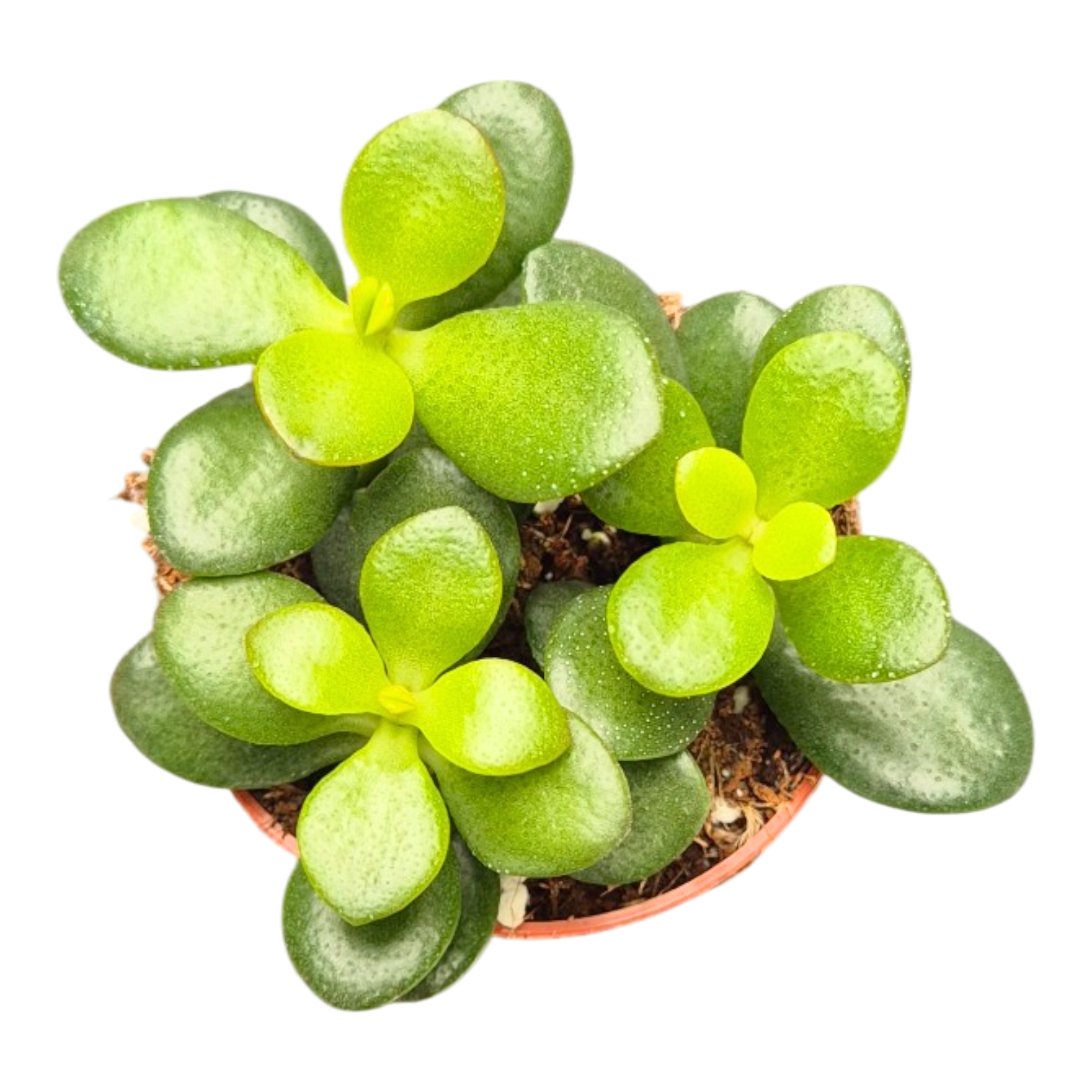 jade minor plant Crassula Ovata Minor