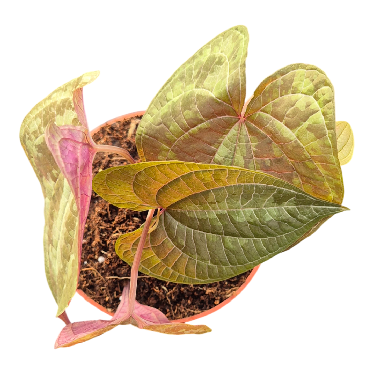 Dioscorea Discolor