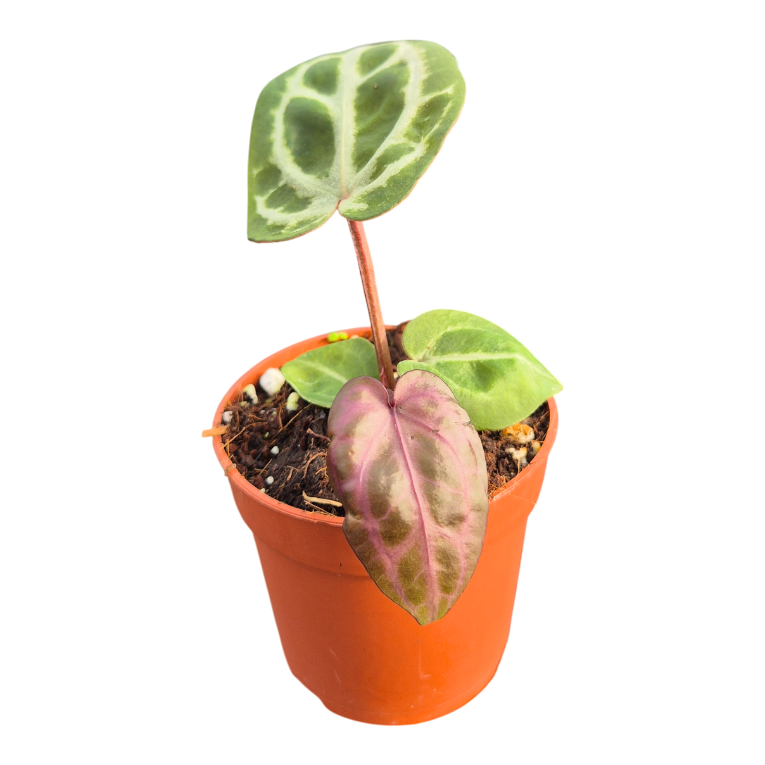 anthurium angela DocBlock Anthurium Angela® '35' × Tortoise Shell® Brown '34'