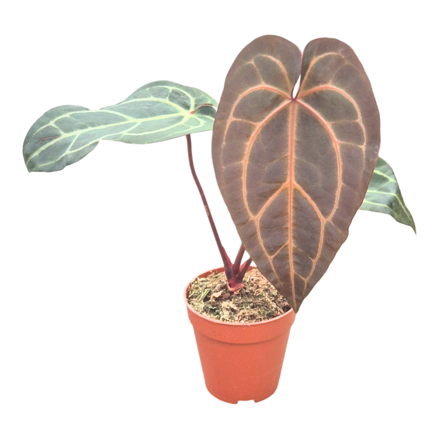 DocBlock Anthurium Dark & Handsome® '9' X Zara® '14' – Casa Botanica