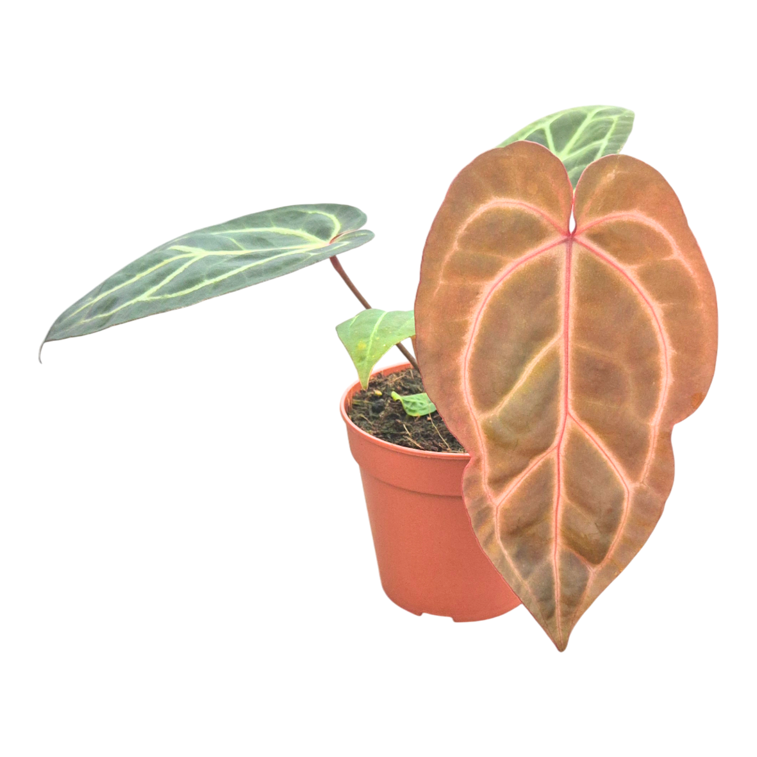 DocBlock Anthurium Dark & Handsome® '9' X Zara® '33' – Casa Botanica