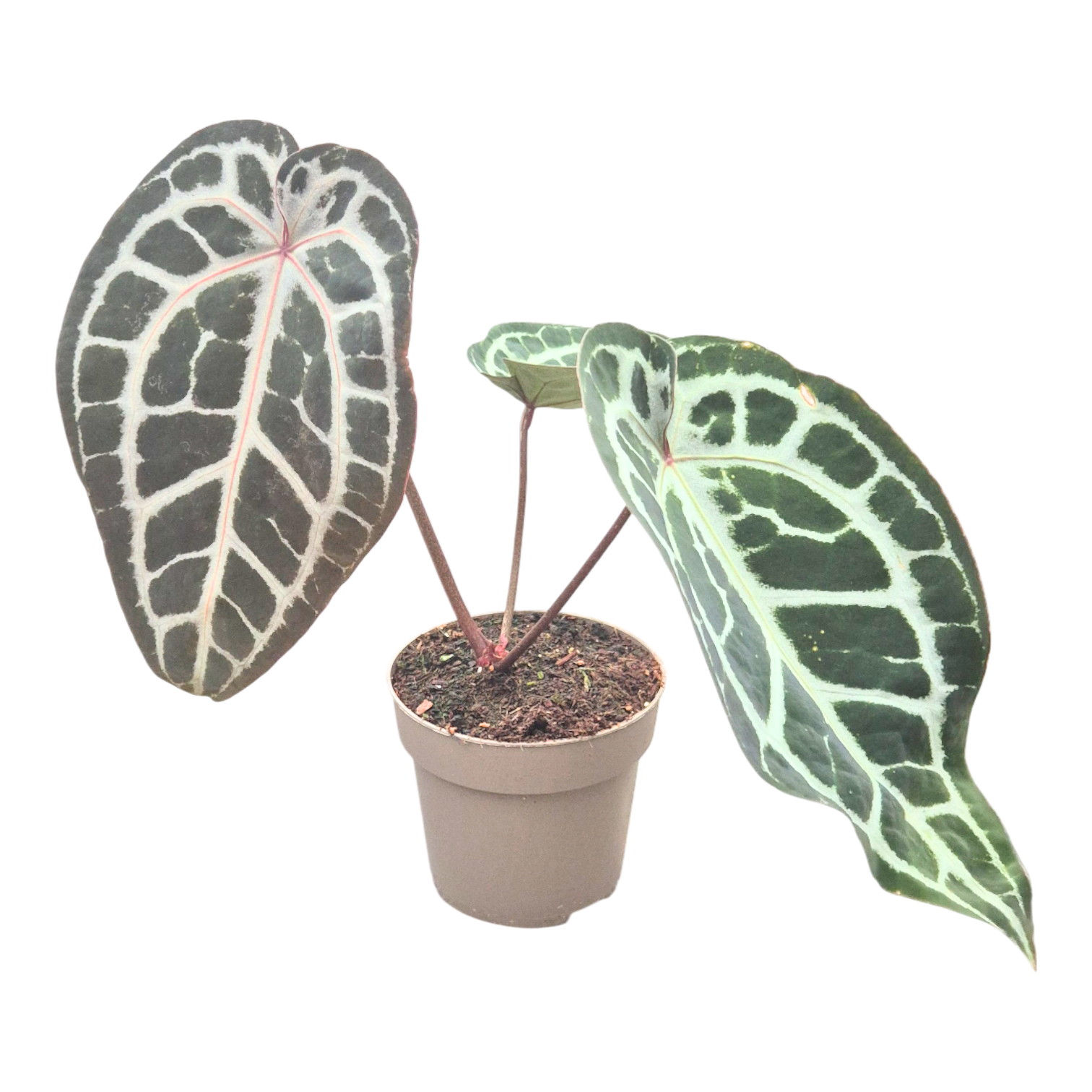 DocBlock Anthurium Minerva® '20' X Michelle Long® '22' – Casa Botanica