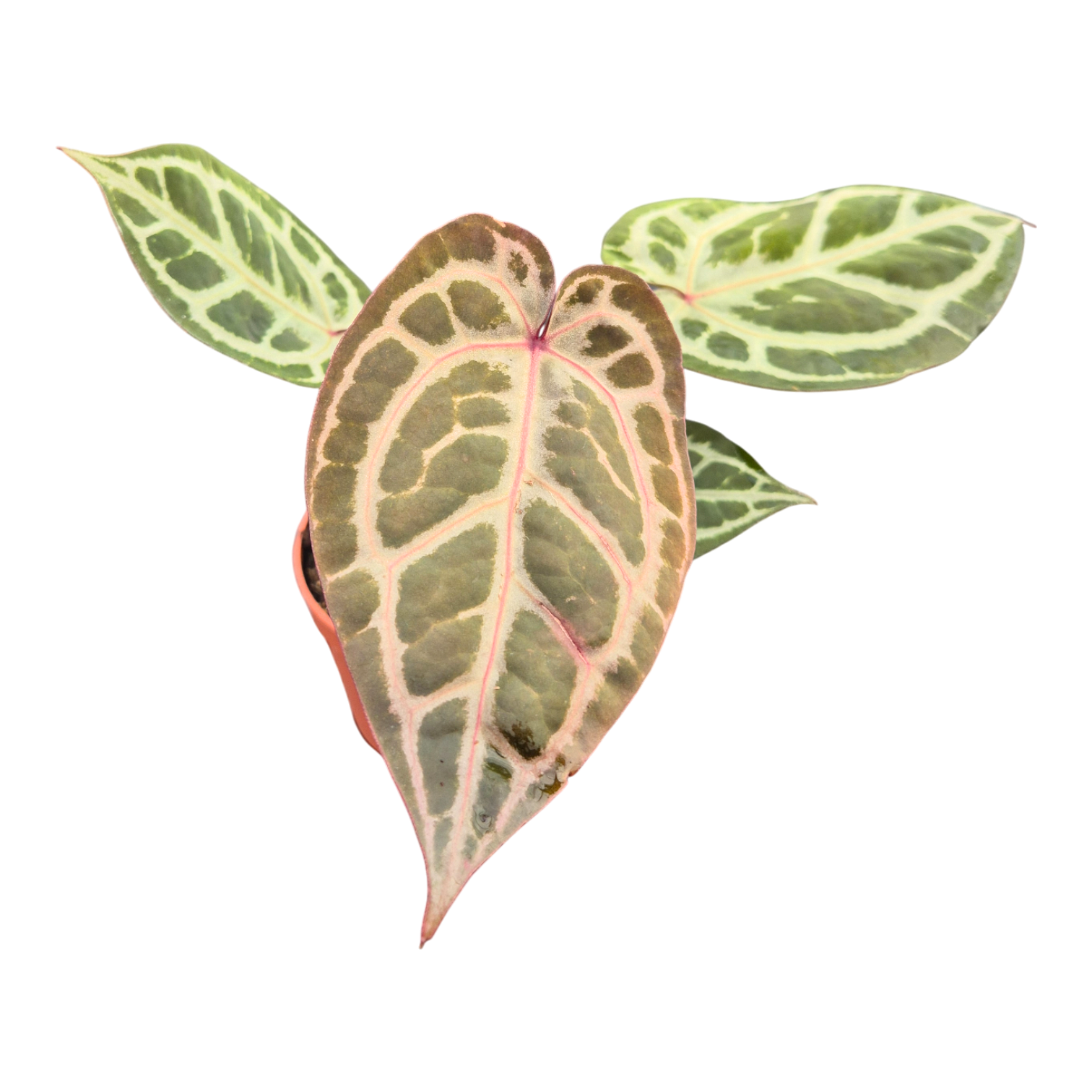 DocBlock Anthurium Zara® '14' X Zara® '14' – Casa Botanica