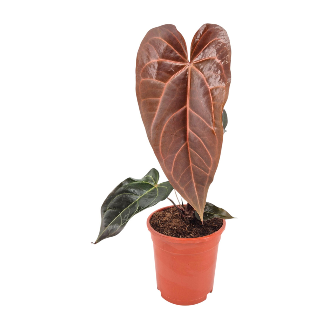 velvety anthurium DocBlock Anthurium Dark & Handsome® '9' X Red Velvet Cake® '24' – Casa Botanica