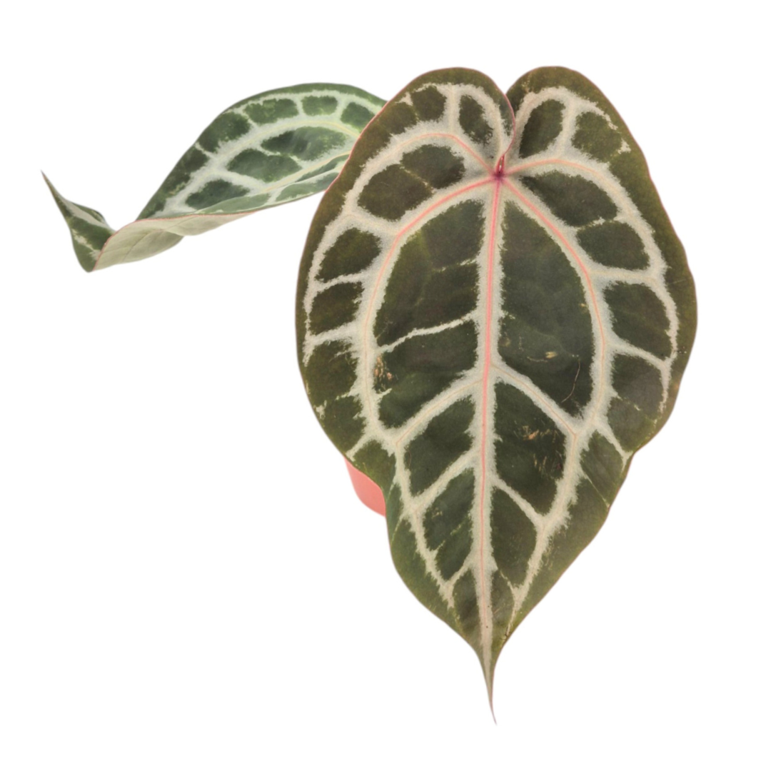 anthurium zebrina DocBlock Anthurium Michelle® '1' X DocBlock Zara® '3' – Casa Botanica