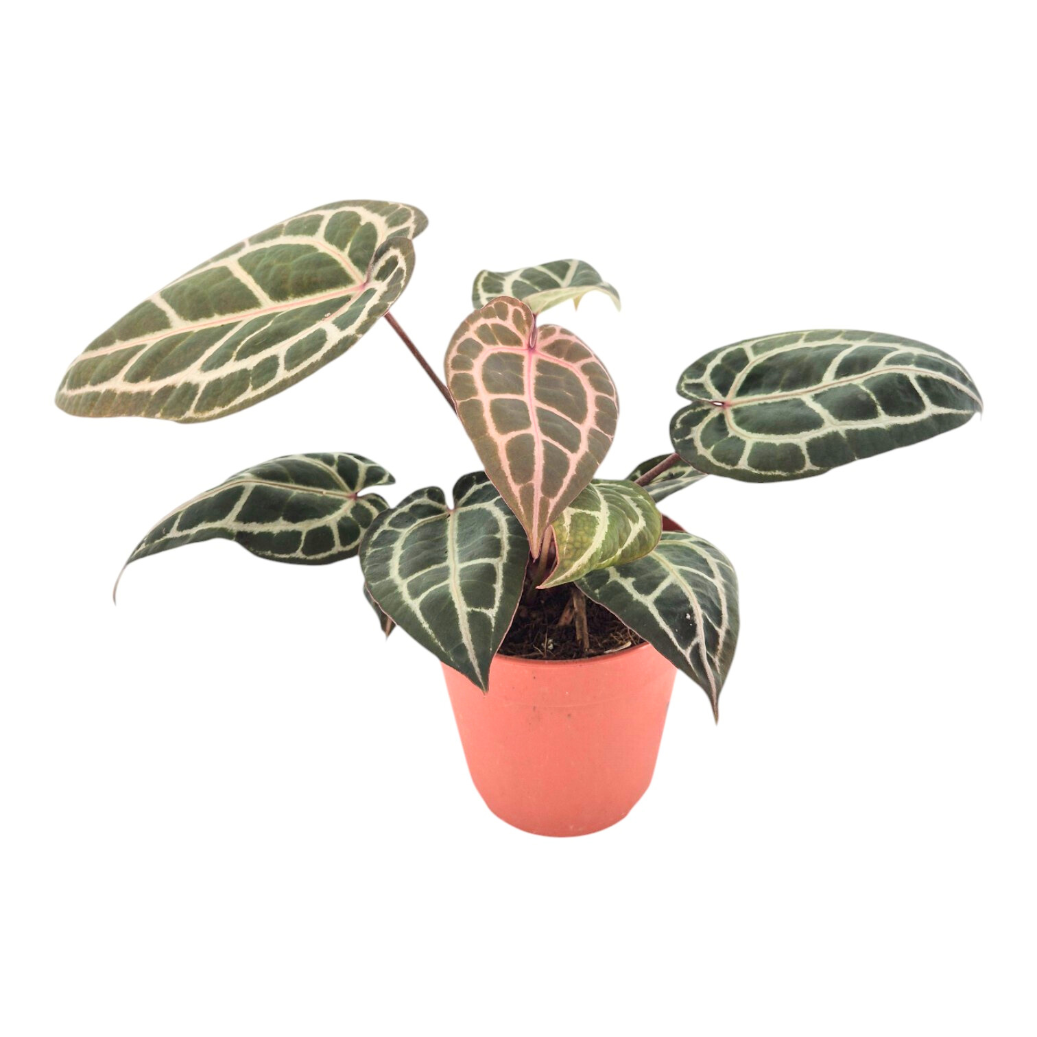 アンスリウム　Zara x Michelle by docblock DocBlock Anthurium Michelle® '1' X Zara® '52' – Casa Botanica