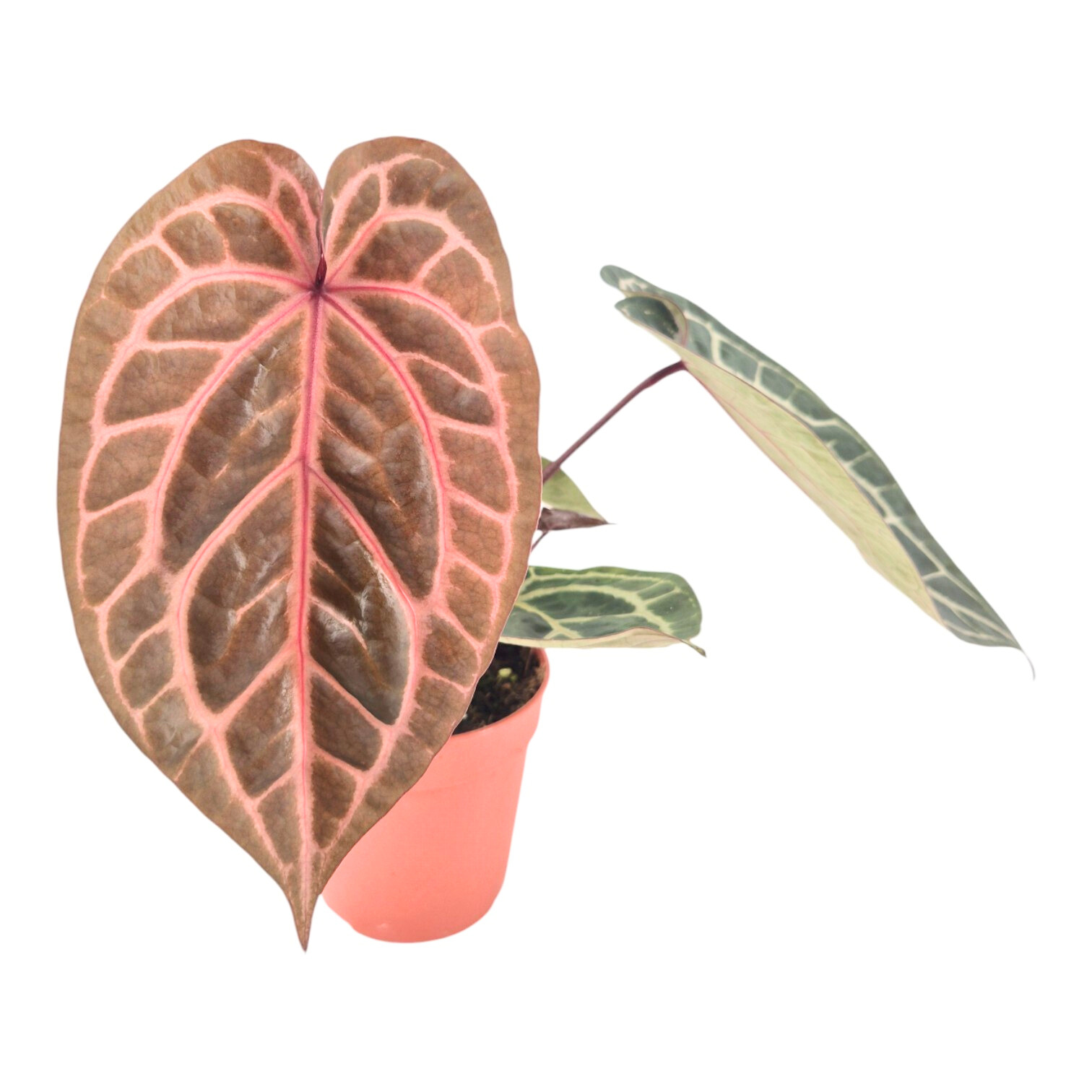DocBlock Anthurium Zara® '31' X Crystal Red® '12' – Casa Botanica