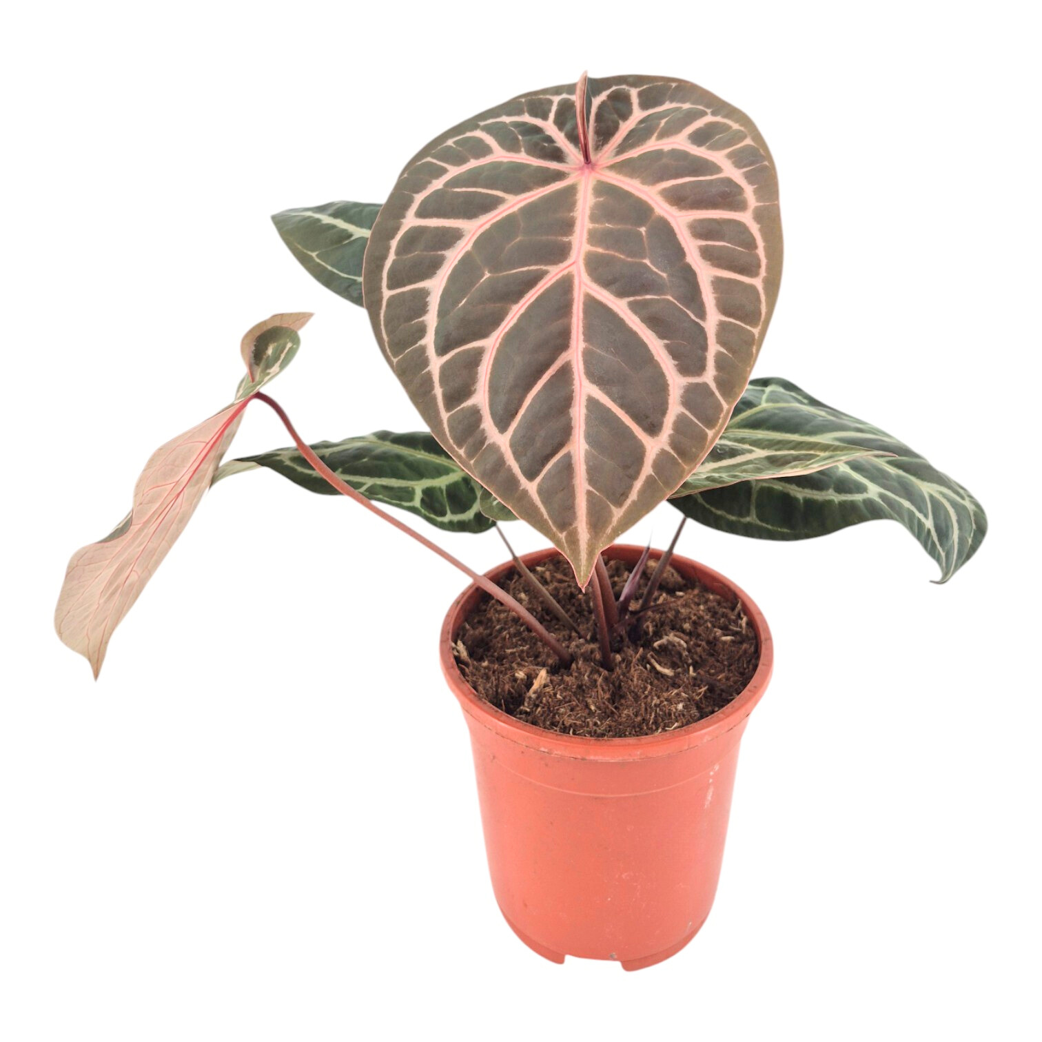 DocBlock Anthurium Zara® '14' X Home, Sweet Home® '32' – Casa Botanica