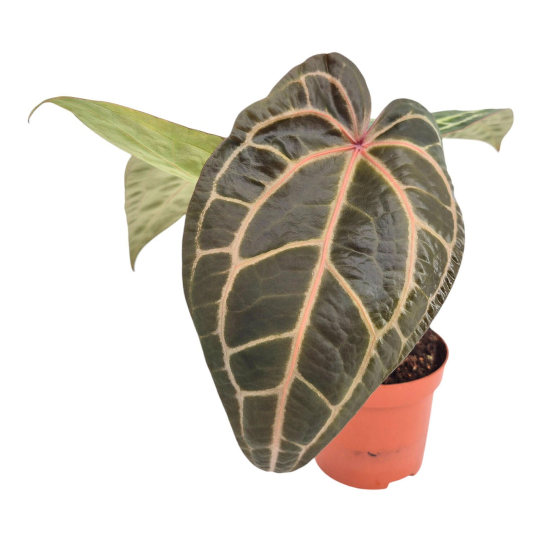 DocBlock Anthurium Zara® '33' X Brown Derby® '29' – Casa Botanica